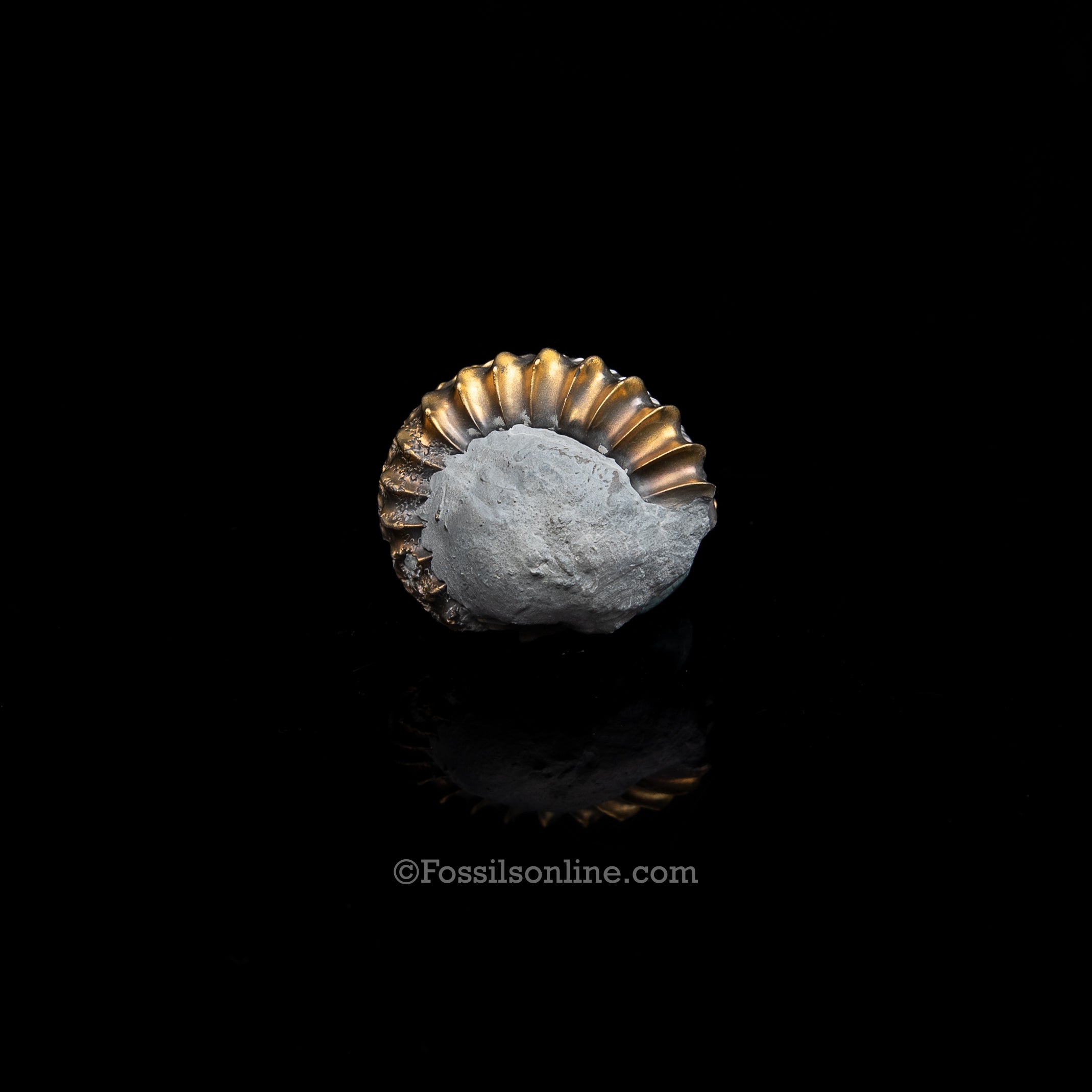 Fossil Pyritized Ammonite Pleuroceras Jurassic Germany