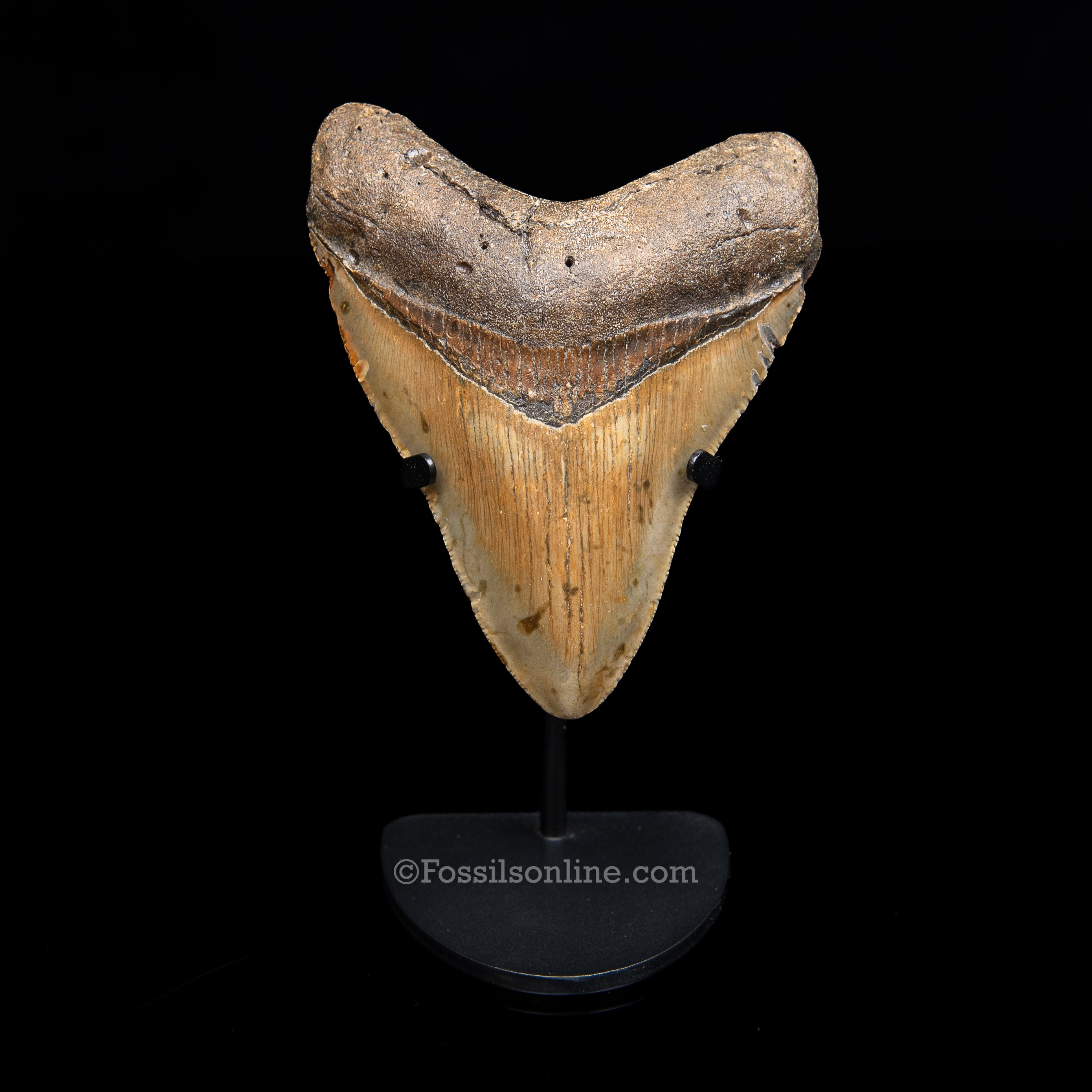 Genuine Prehistoric Fossil Tooth — Meg 4.27", North Carolina