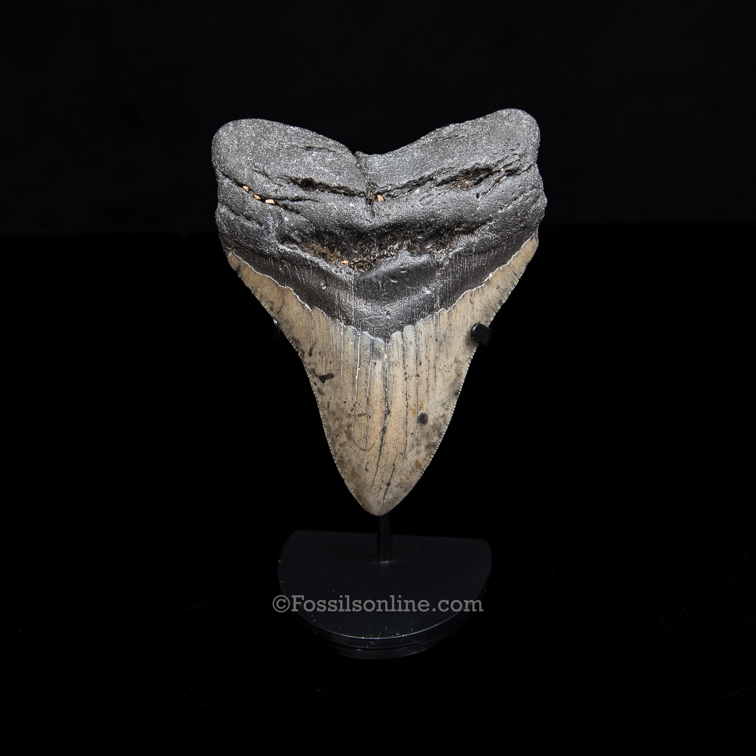 Genuine Prehistoric Fossil Tooth — Meg 5.08", North Carolina