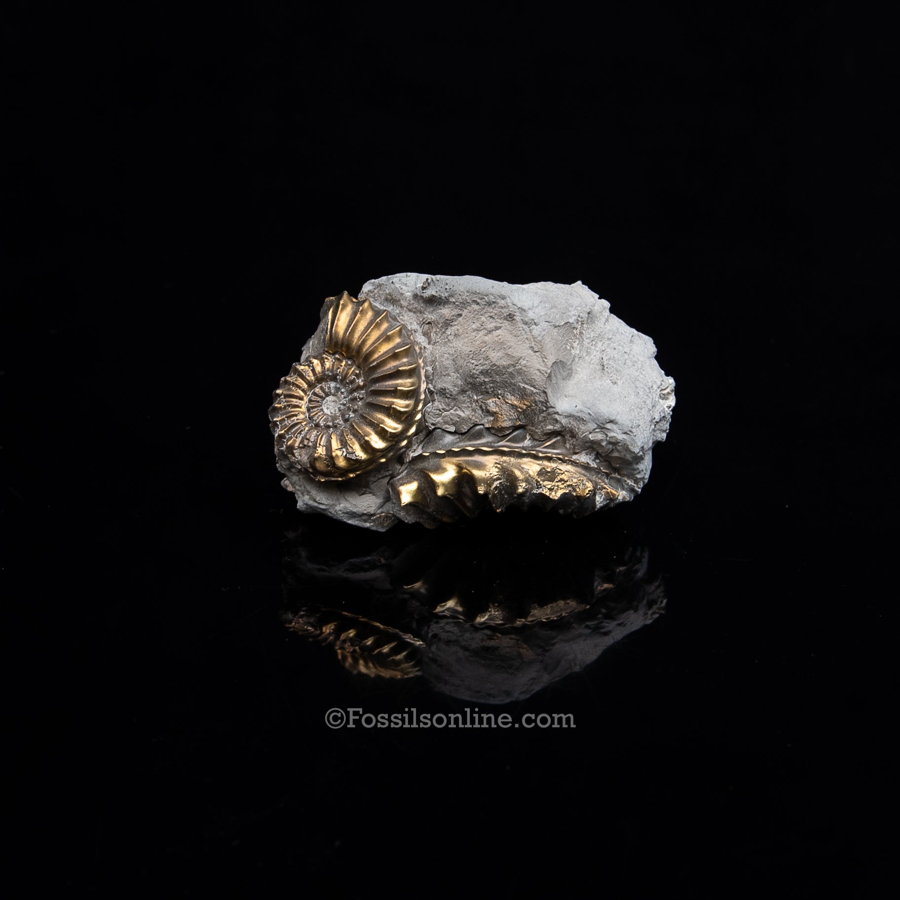 Fossil Pyritized Ammonite Pleuroceras Cluster Jurassic Germany