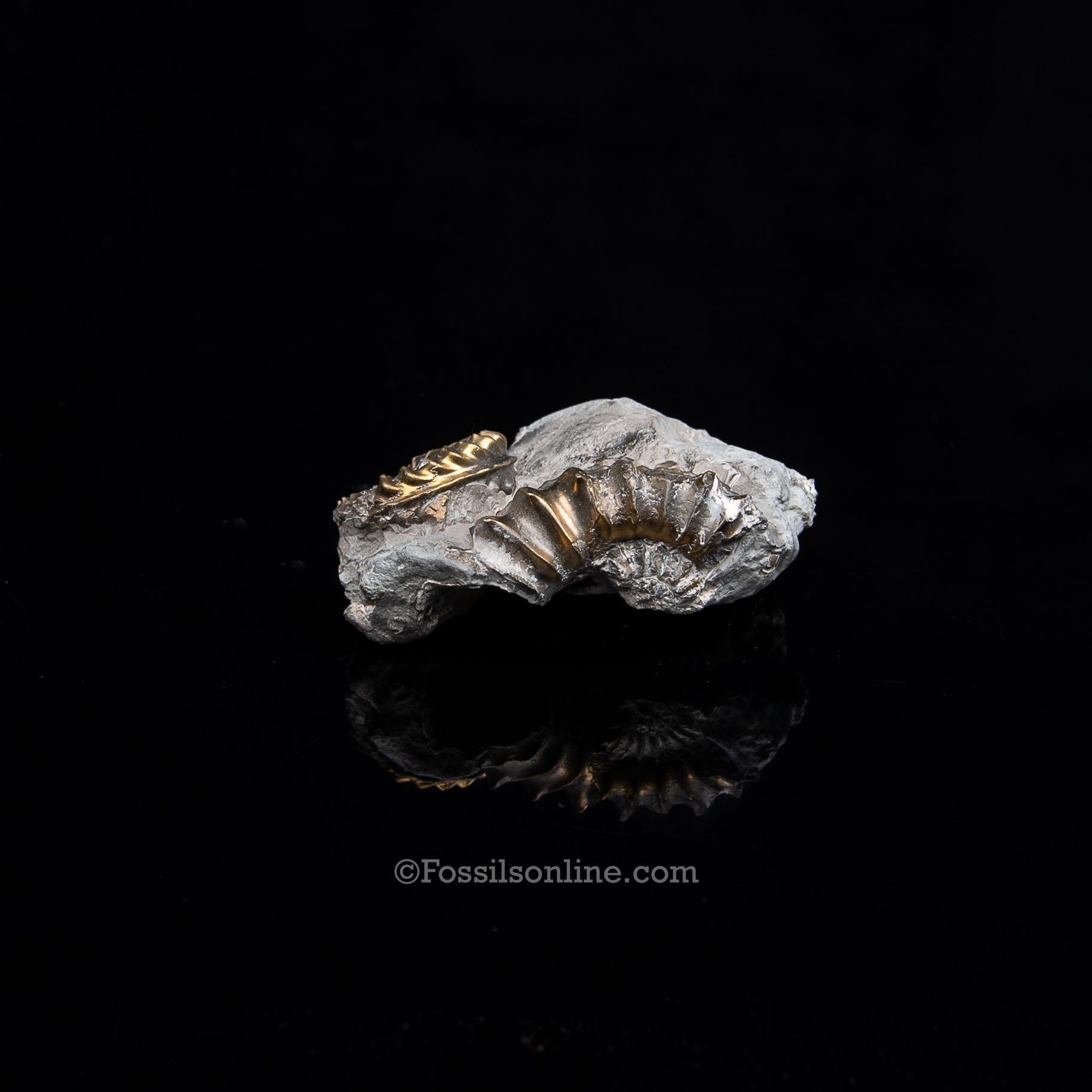 Fossil Pyritized Ammonite Pleuroceras Cluster Jurassic Germany