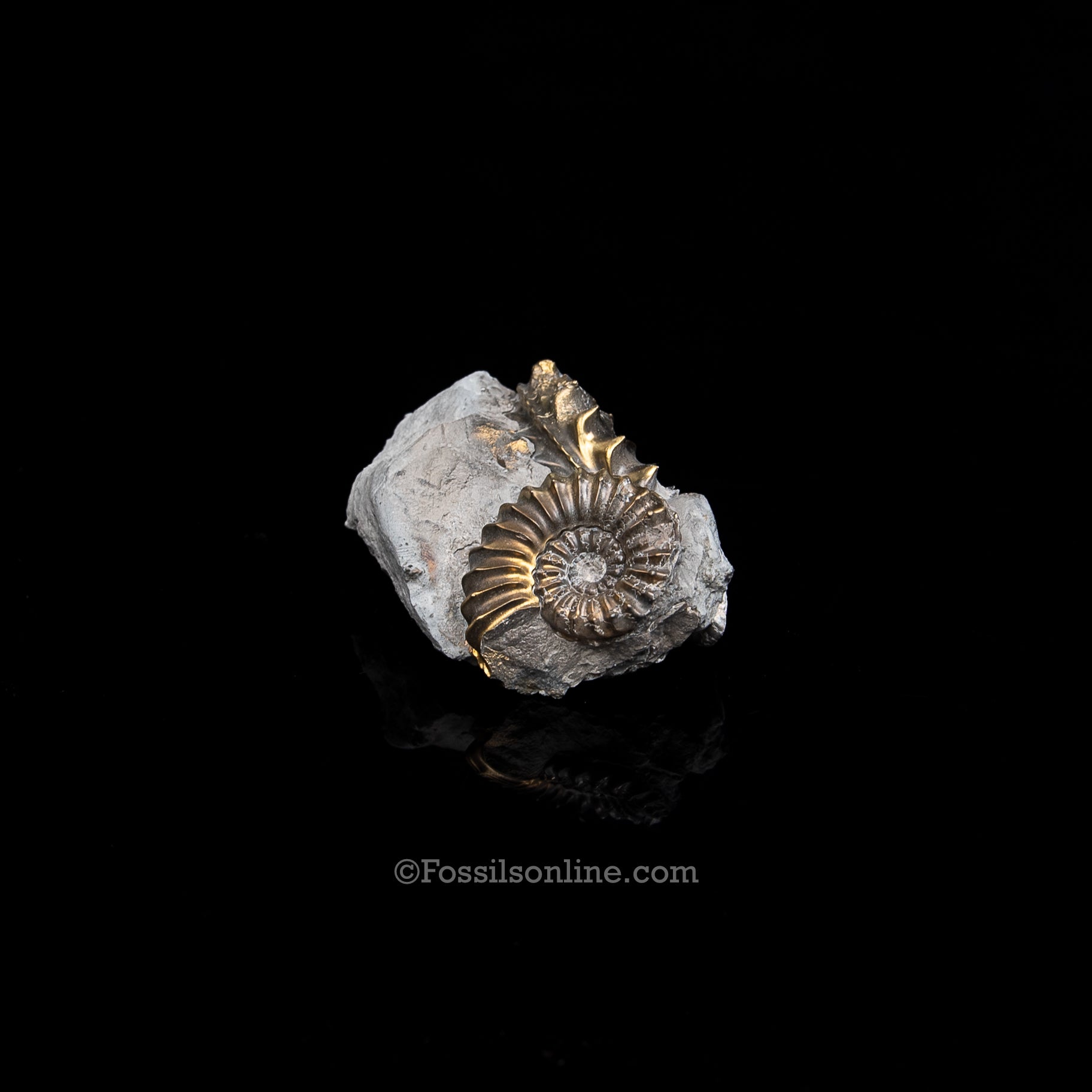 Fossil Pyritized Ammonite Pleuroceras Cluster Jurassic Germany