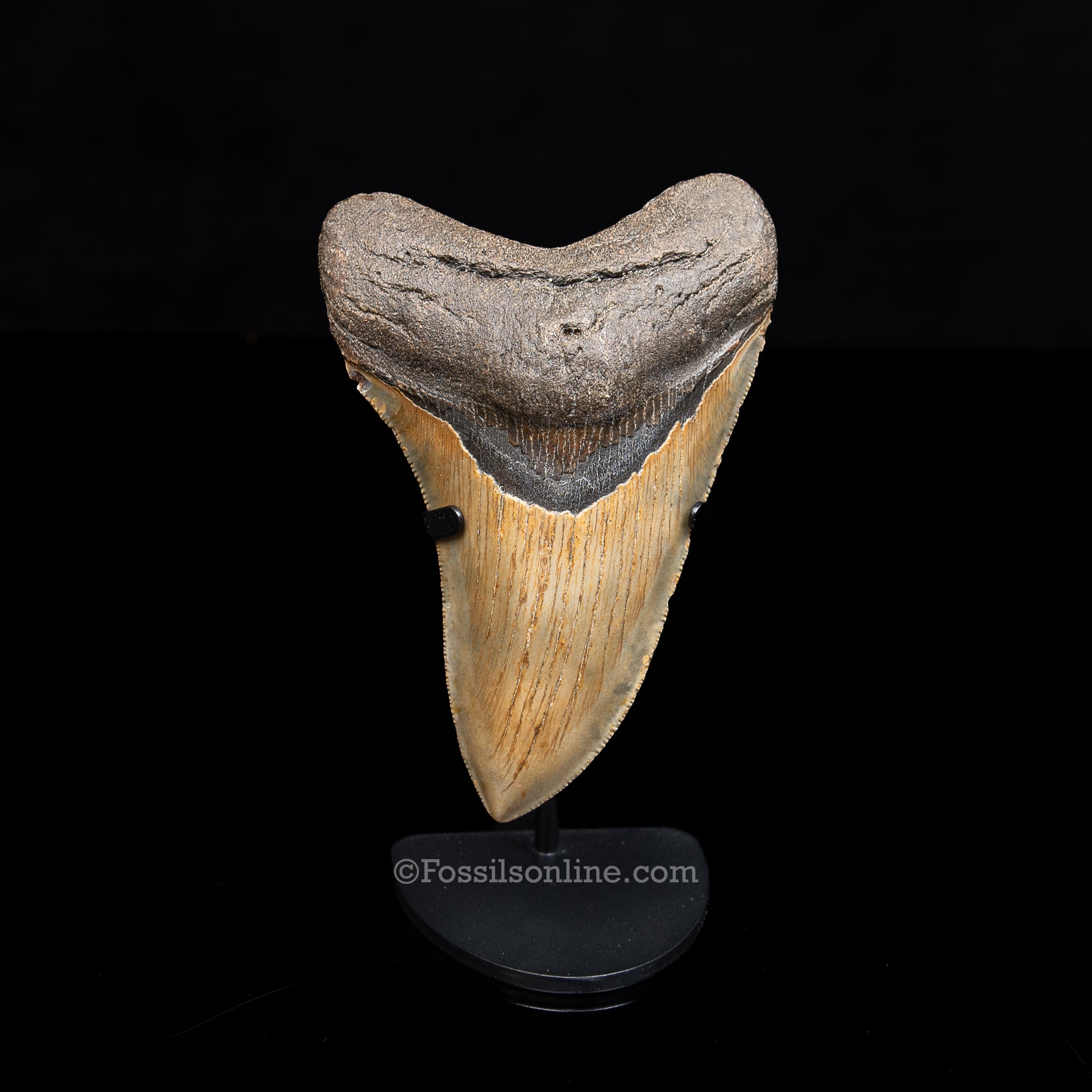 Genuine Prehistoric Fossil Tooth — Meg 4.95", North Carolina