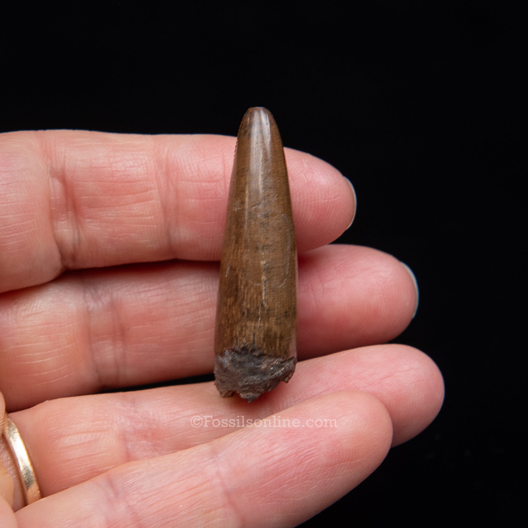 Authentic Nanotyrannus Premax Lance Formation, Wyoming