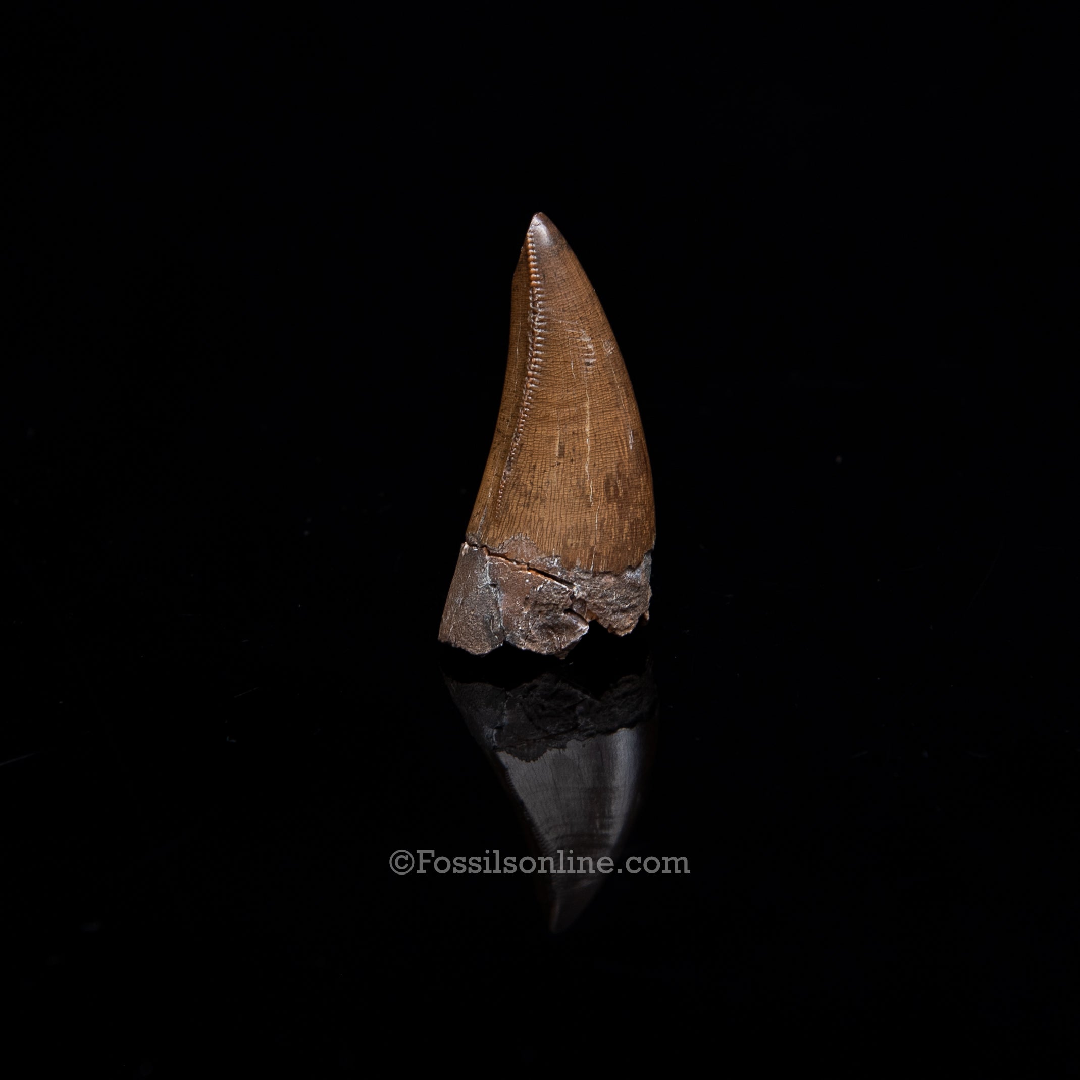 Authentic Nanotyrannus Premax Lance Formation, Wyoming
