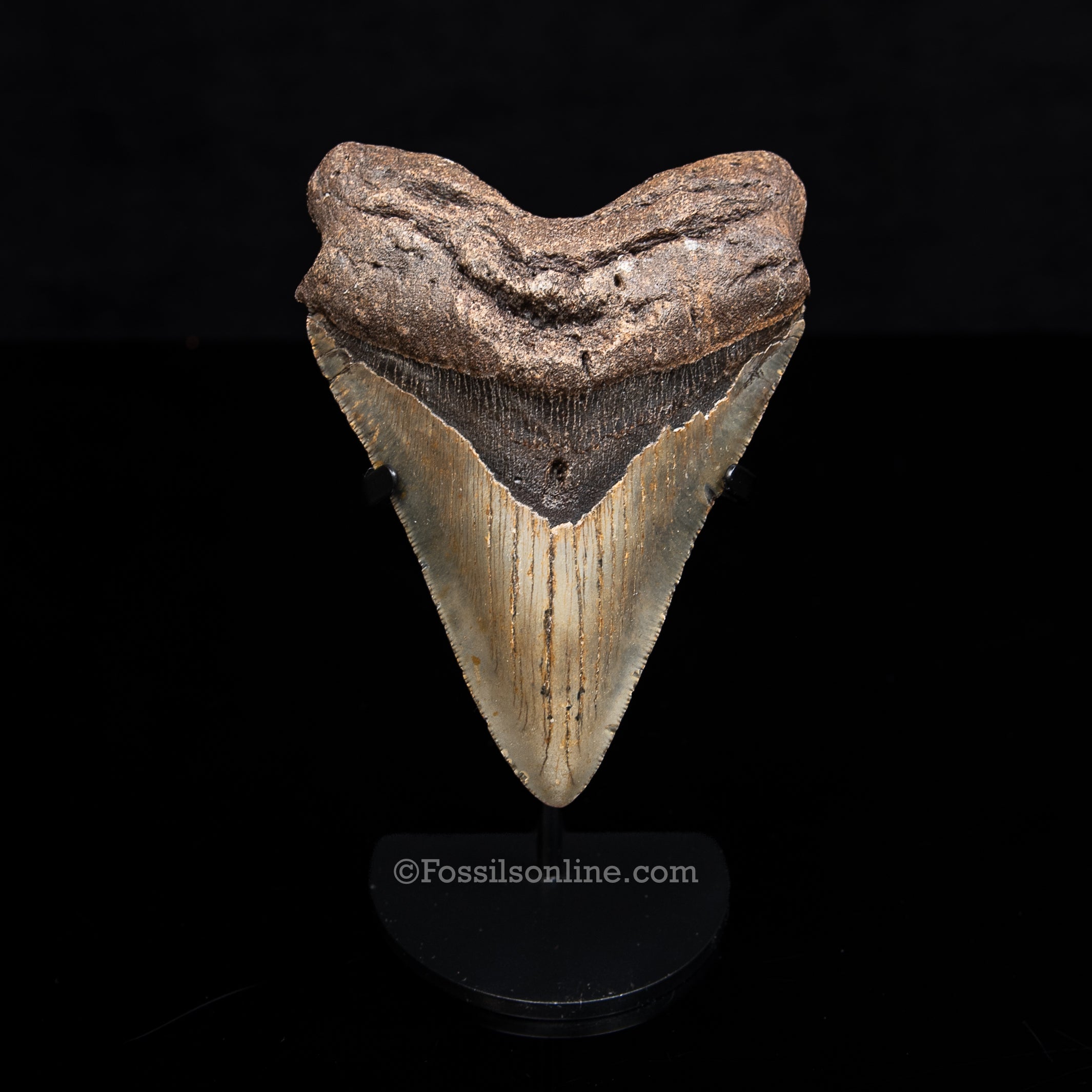 Genuine Prehistoric Fossil Tooth — Meg 4.85", North Carolina