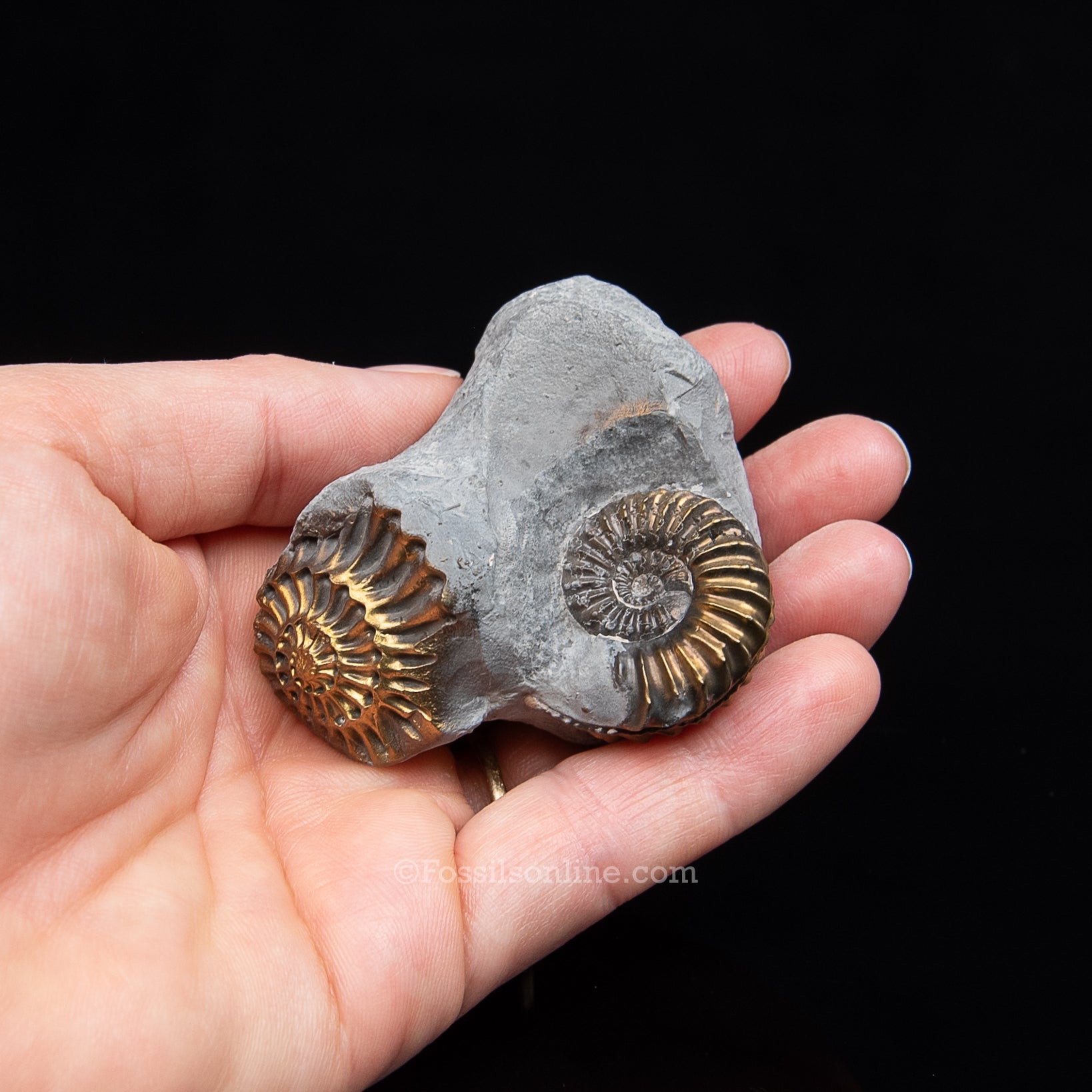 Fossil Pyritized Ammonite Pleuroceras Cluster Jurassic Germany
