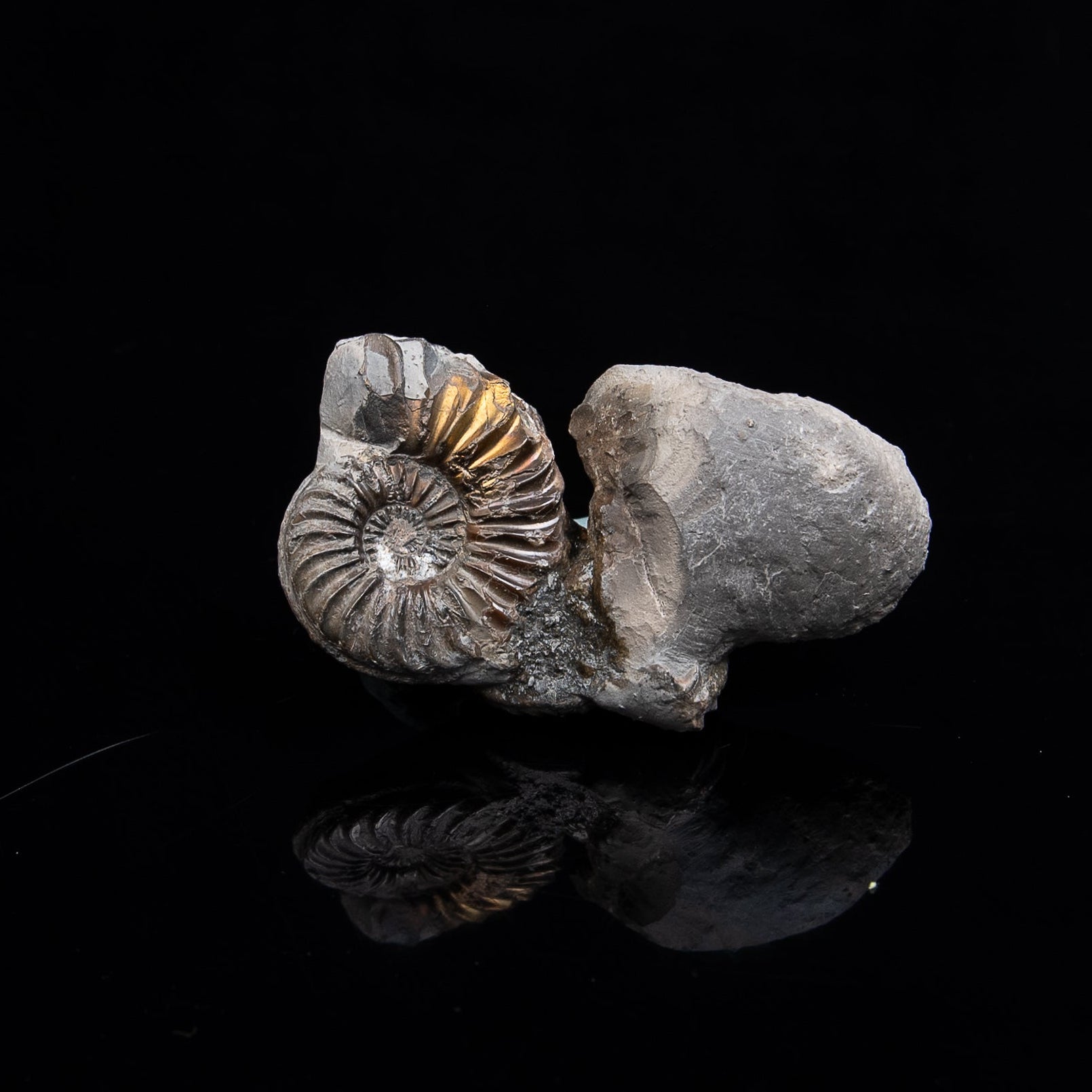 Fossil Pyritized Ammonite Pleuroceras Cluster Jurassic Germany