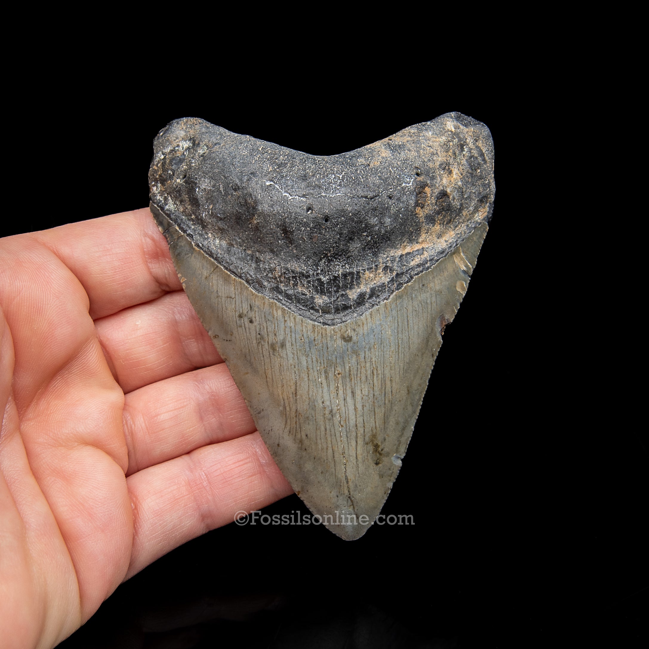 Genuine Prehistoric Fossil Tooth — Meg 3.72", North Carolina