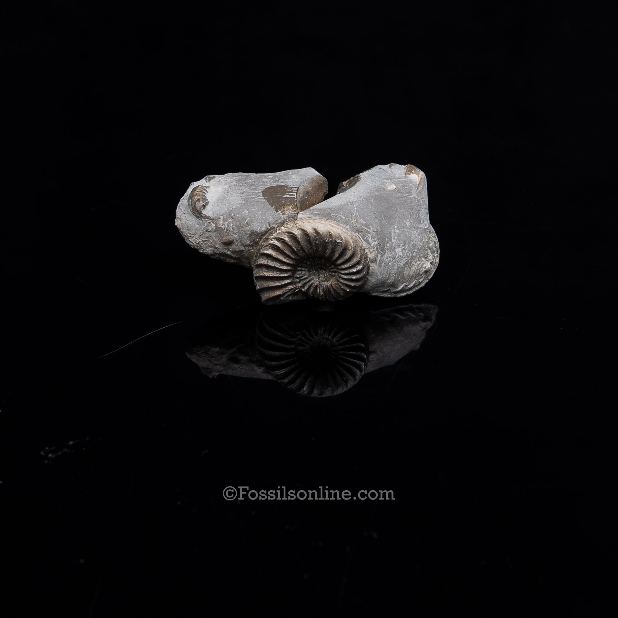Fossil Pyritized Ammonite Pleuroceras Cluster Jurassic Germany