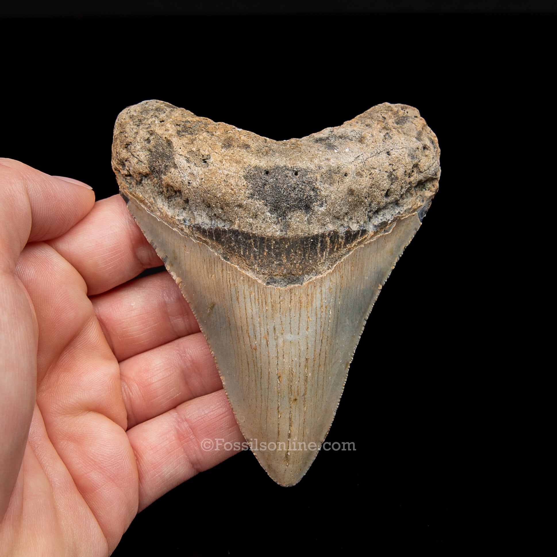 Genuine Prehistoric Fossil Tooth — Meg 3.86", North Carolina