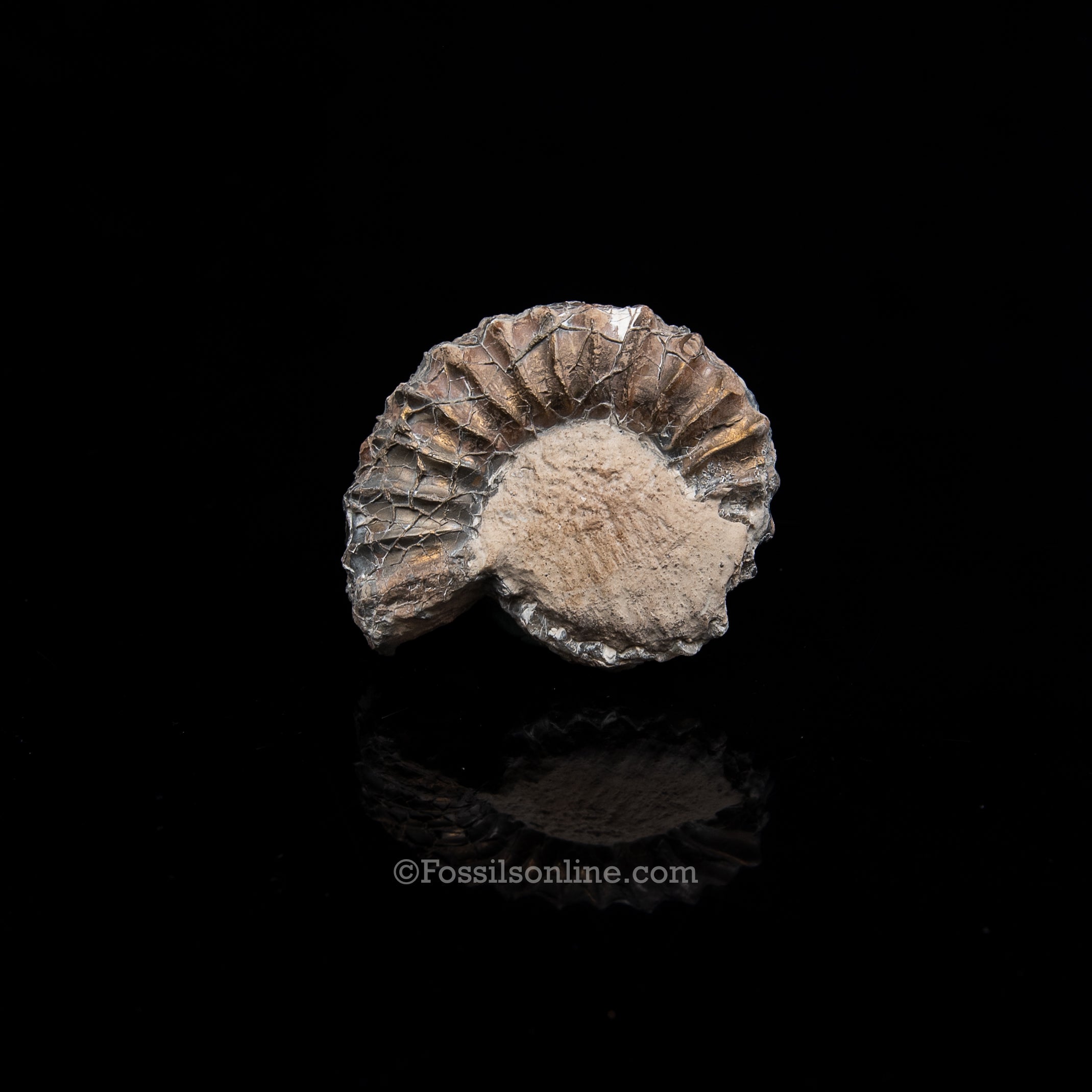 Fossil Pyritized Ammonite Pleuroceras Jurassic Germany