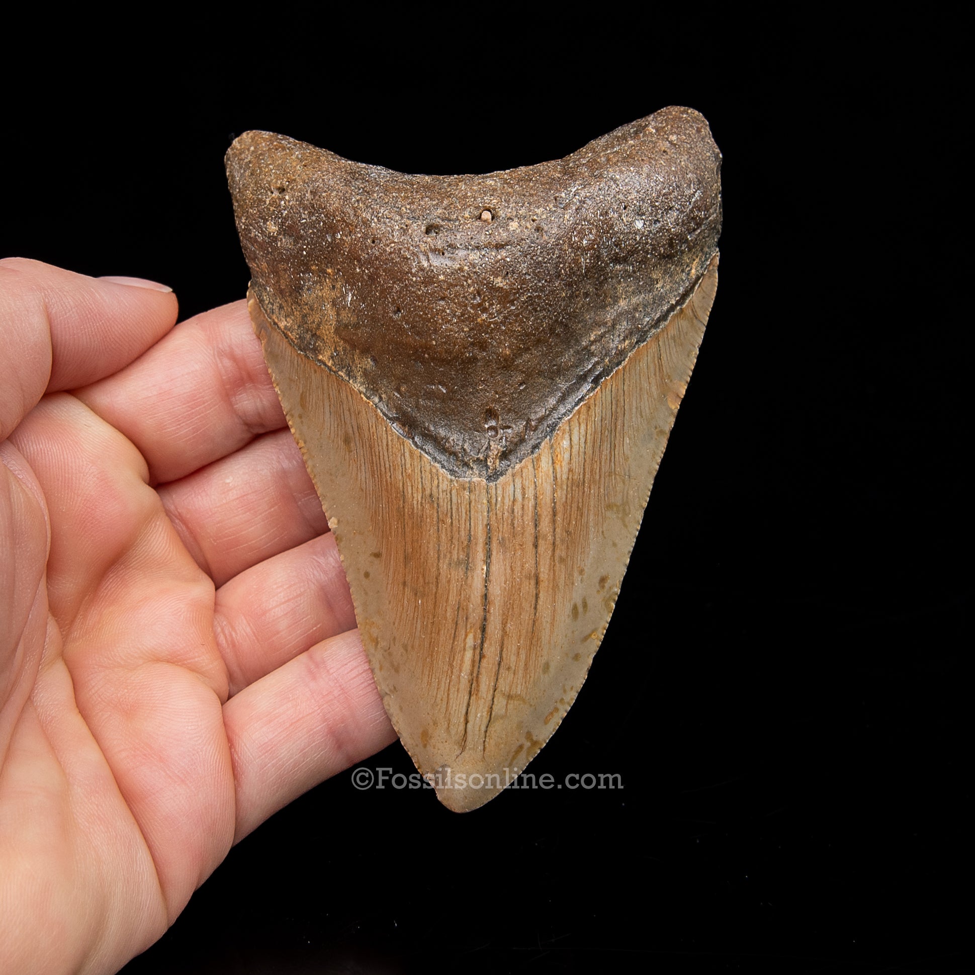Genuine Prehistoric Fossil Tooth — Meg 4.02", North Carolina