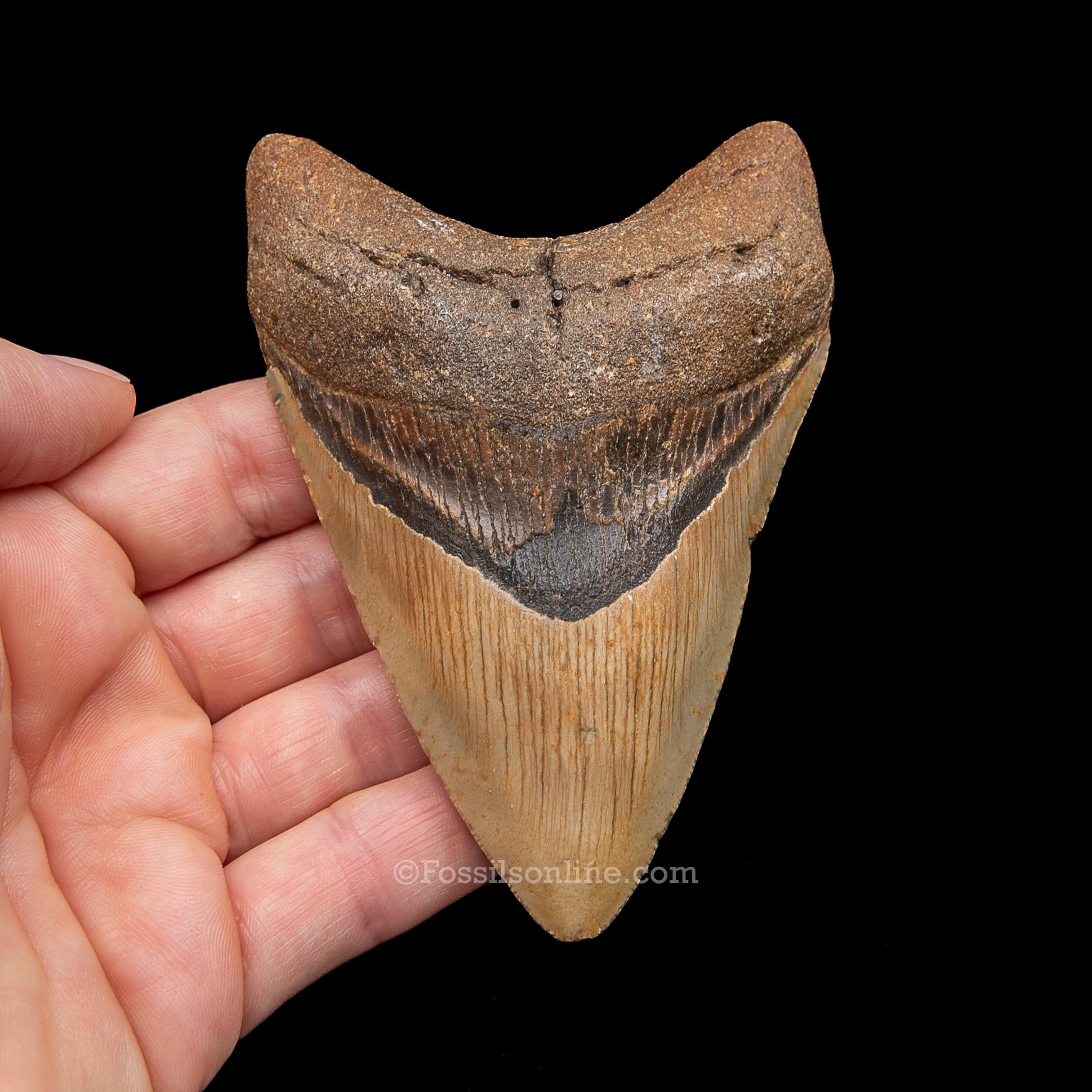 Genuine Prehistoric Fossil Tooth — Meg 4.07", North Carolina