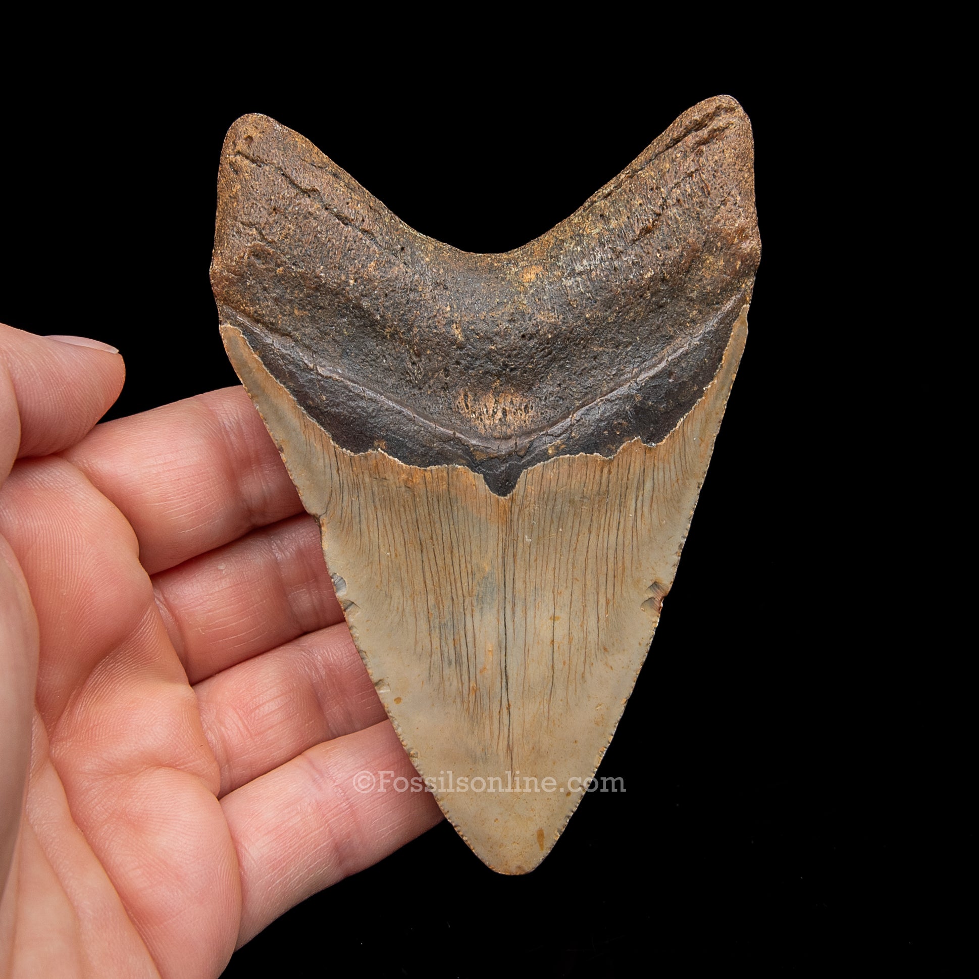 Genuine Prehistoric Fossil Tooth — Meg 4.07", North Carolina