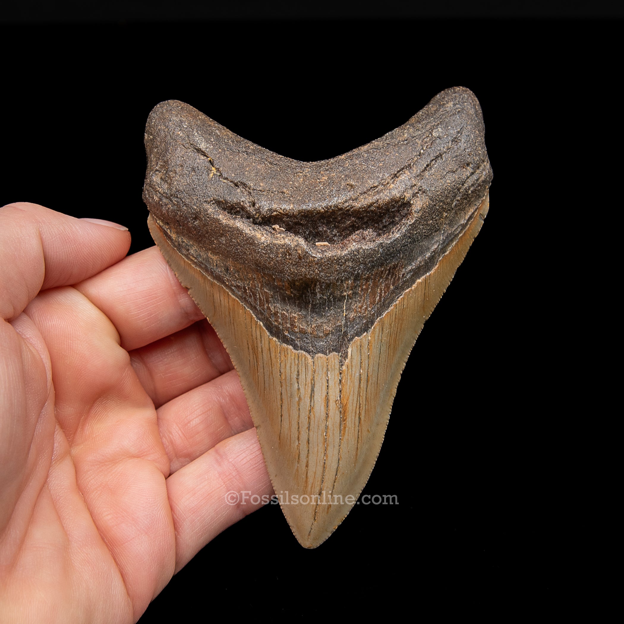 Genuine Prehistoric Fossil Tooth — Meg 4.32", North Carolina