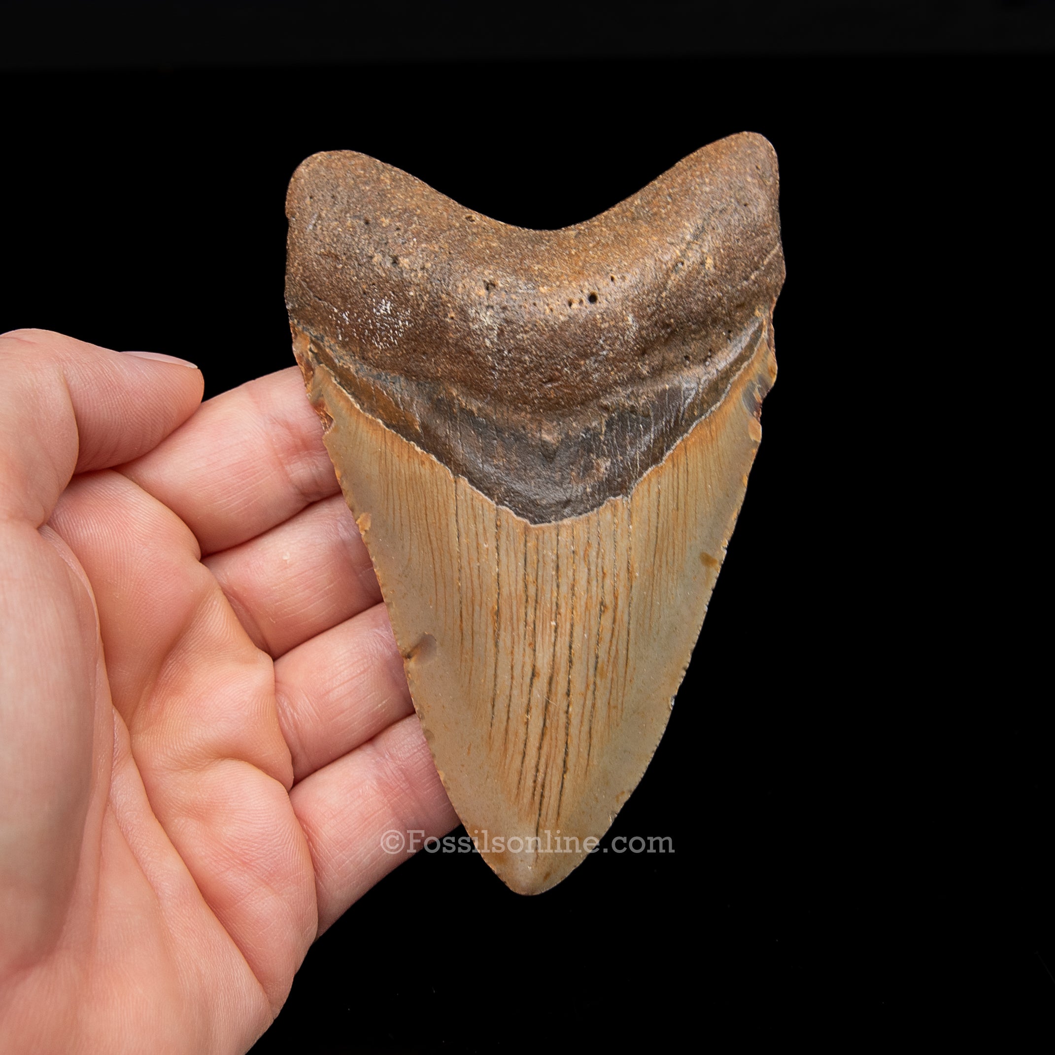 Genuine Prehistoric Fossil Tooth — Meg 4.20", North Carolina