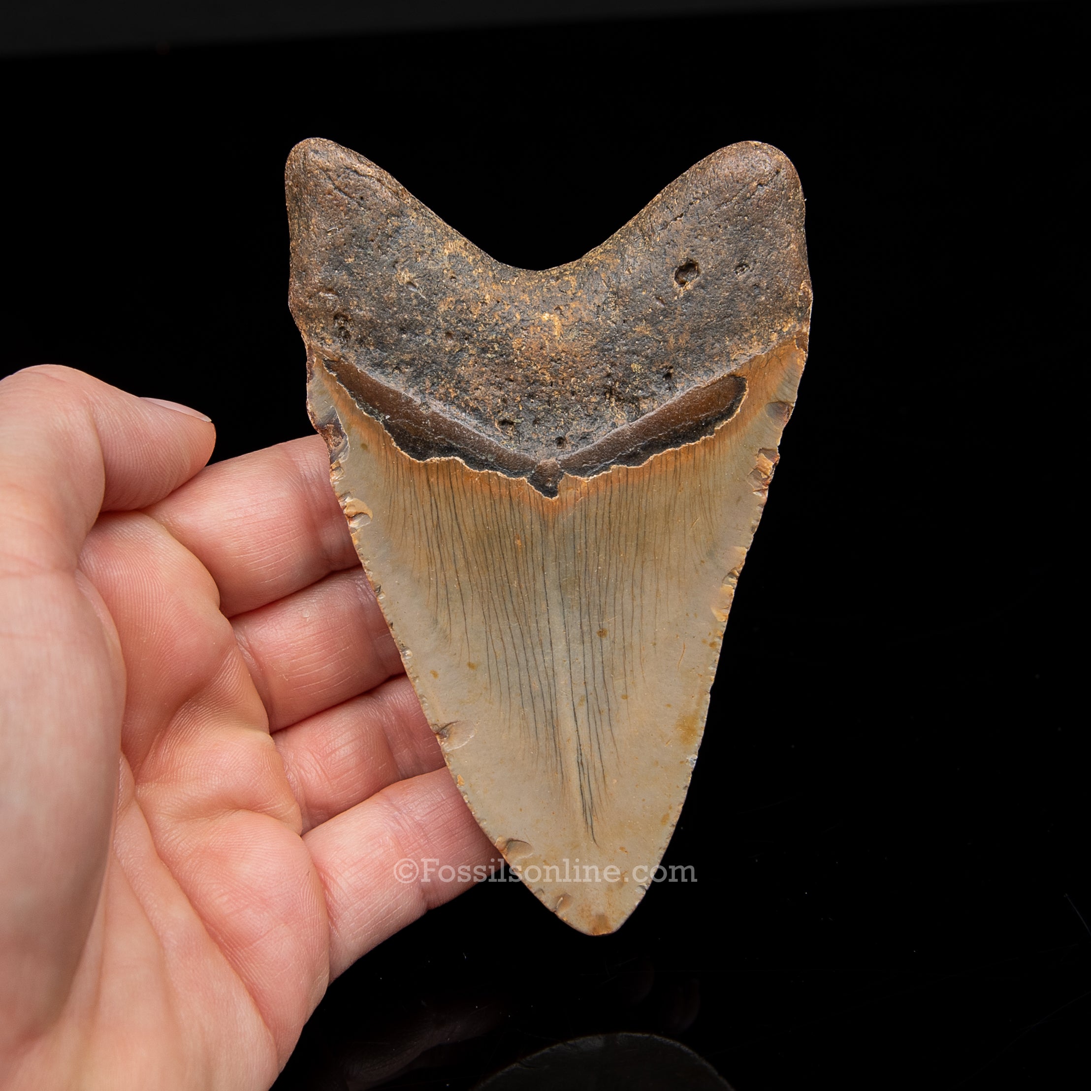 Genuine Prehistoric Fossil Tooth — Meg 4.20", North Carolina