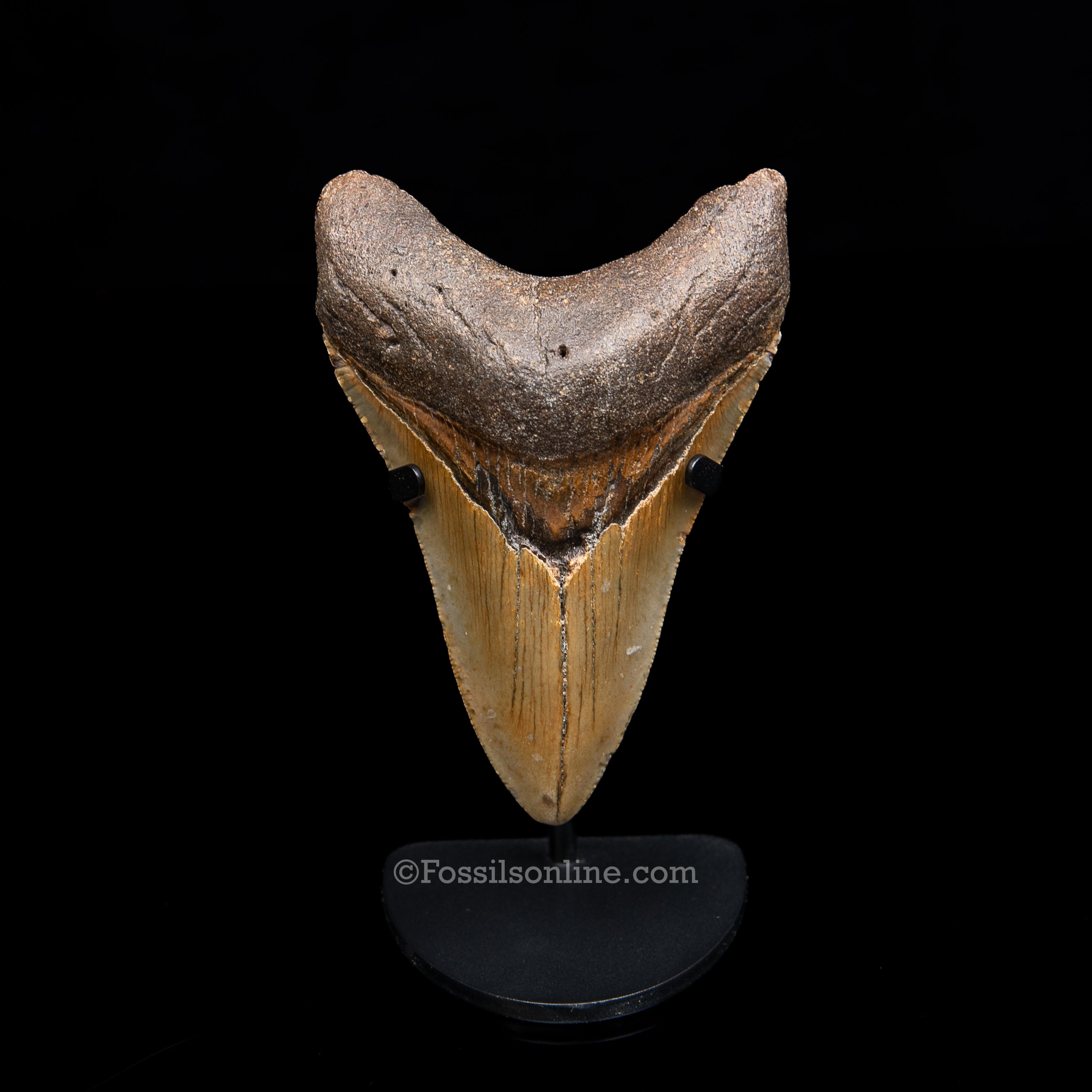 Genuine Prehistoric Fossil Tooth — Meg 4.23", North Carolina