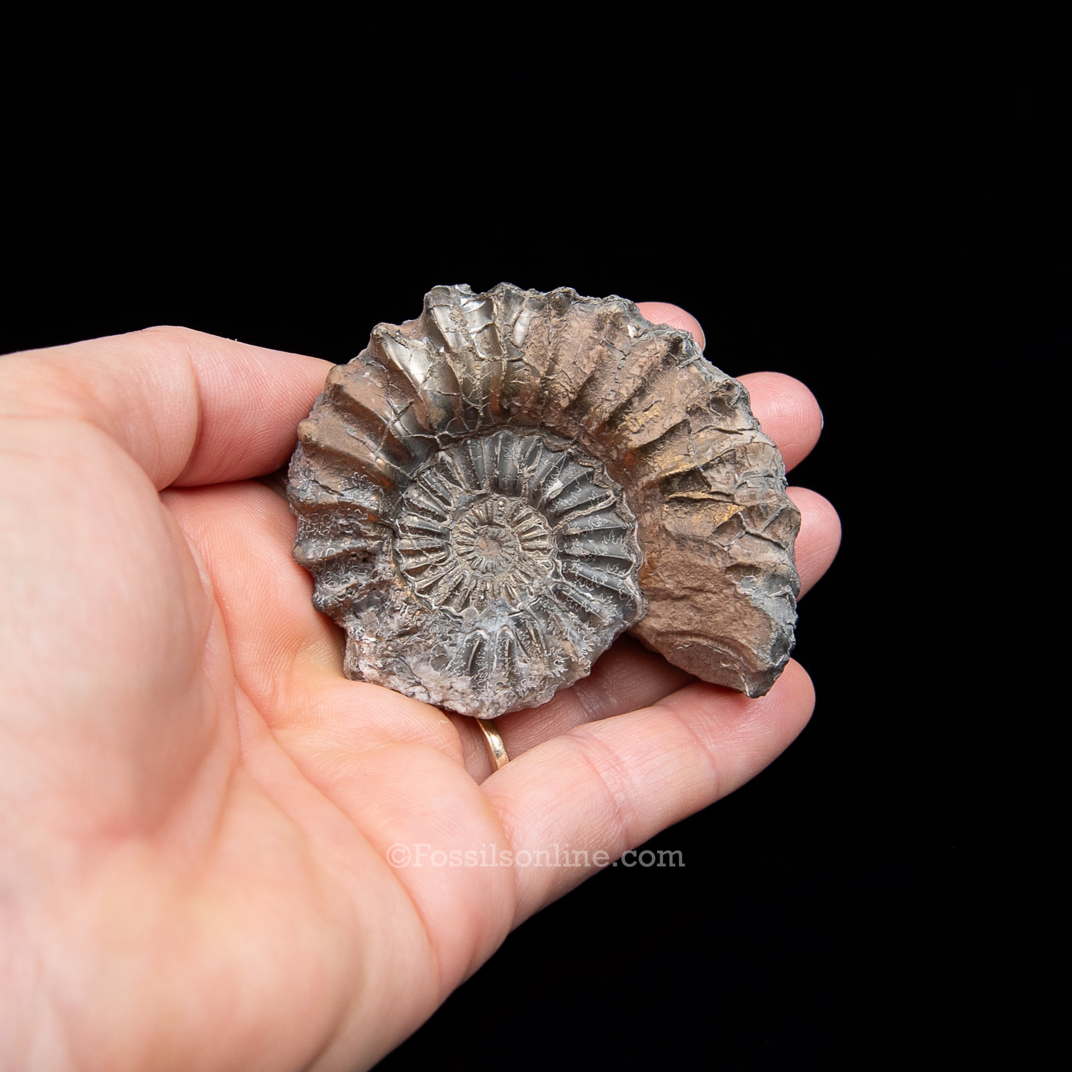 Fossil Pyritized Ammonite Pleuroceras Jurassic Germany