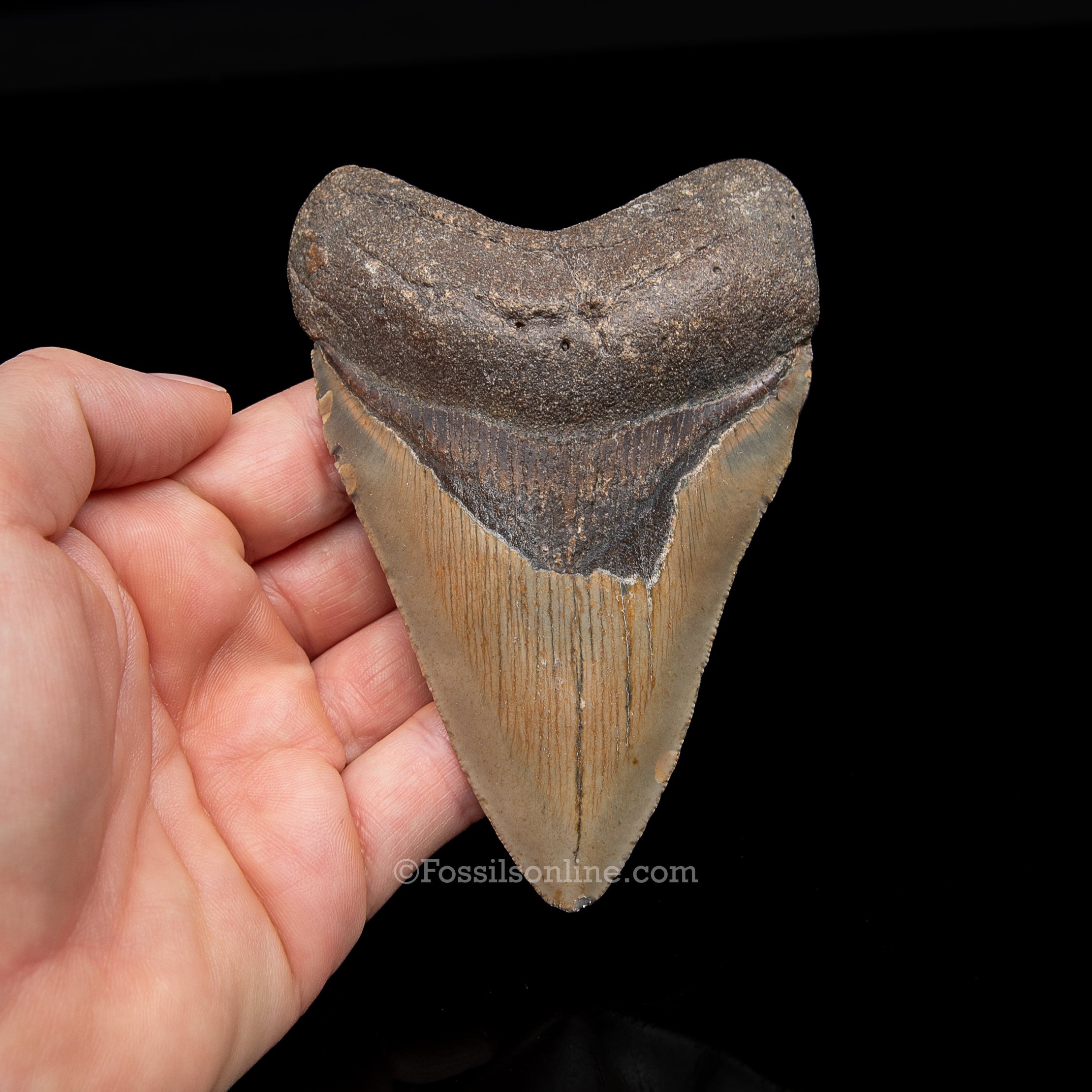 Genuine Prehistoric Fossil Tooth — Meg 4.32", North Carolina