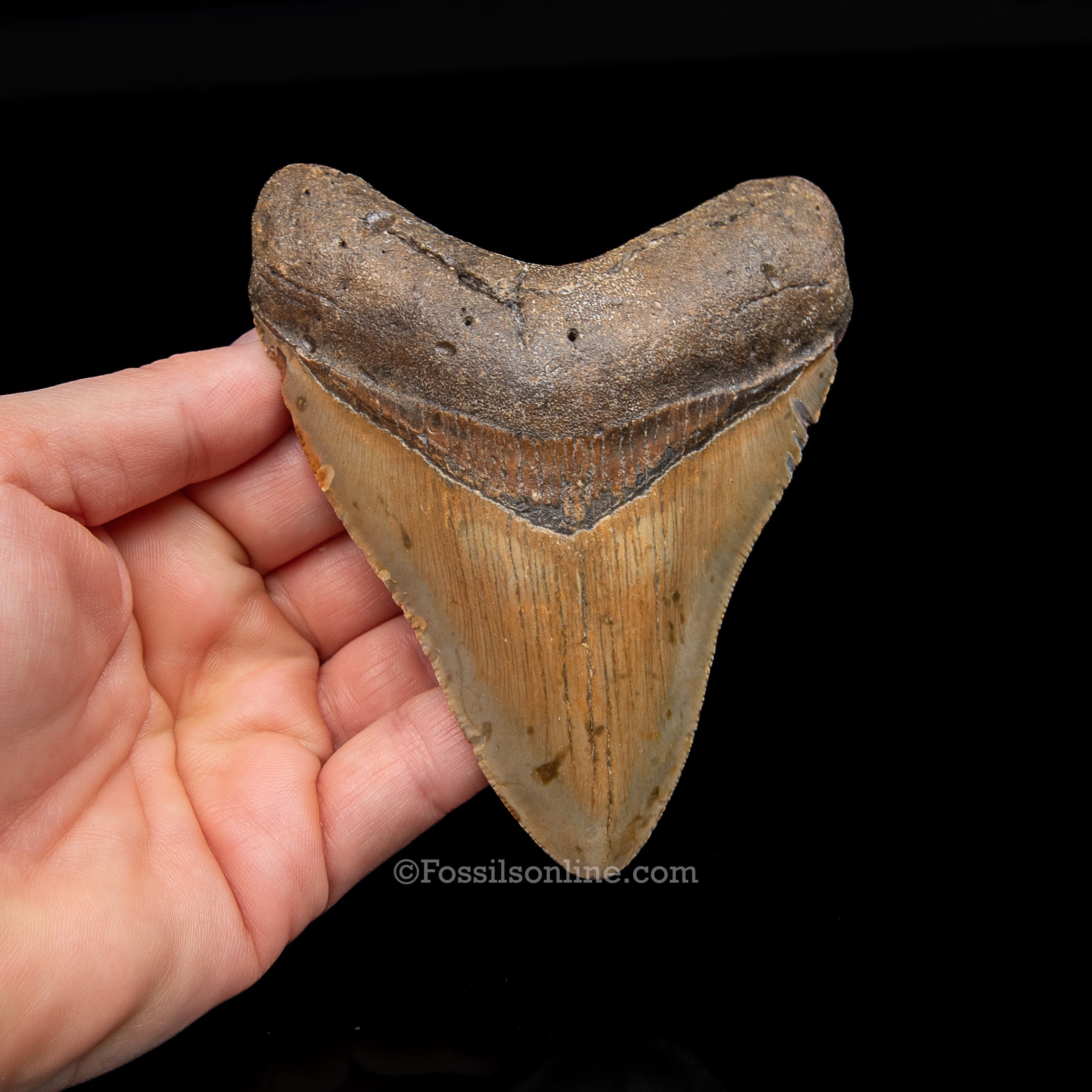 Genuine Prehistoric Fossil Tooth — Meg 4.27", North Carolina