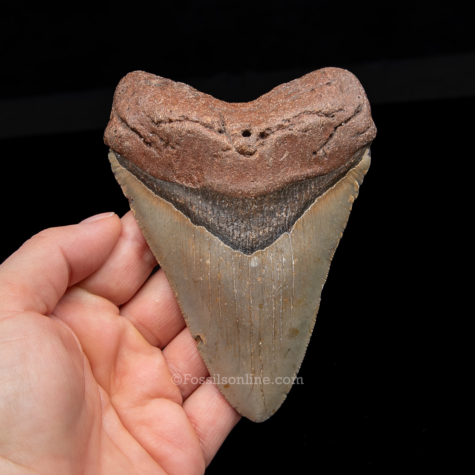 Genuine Prehistoric Fossil Tooth — Meg 4.73", North Carolina