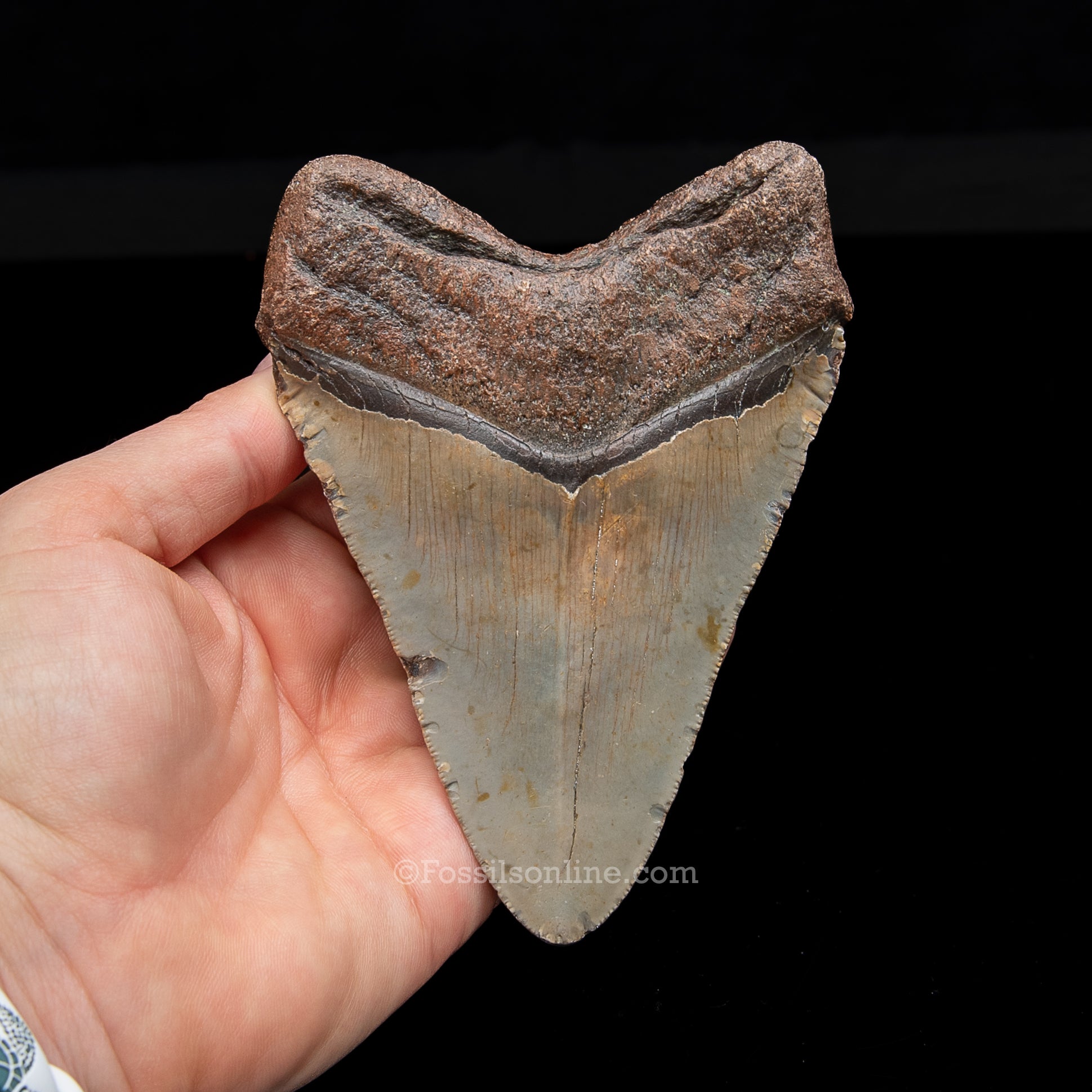Genuine Prehistoric Fossil Tooth — Meg 4.73", North Carolina