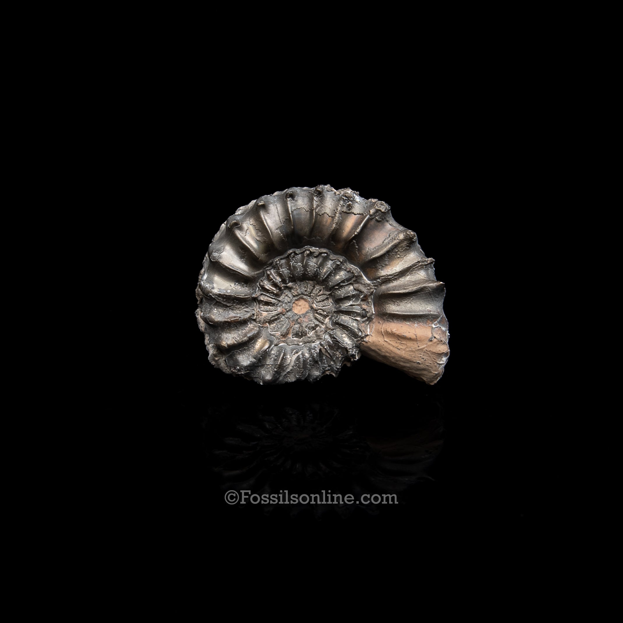 Fossil Pyritized Ammonite Pleuroceras Jurassic Germany