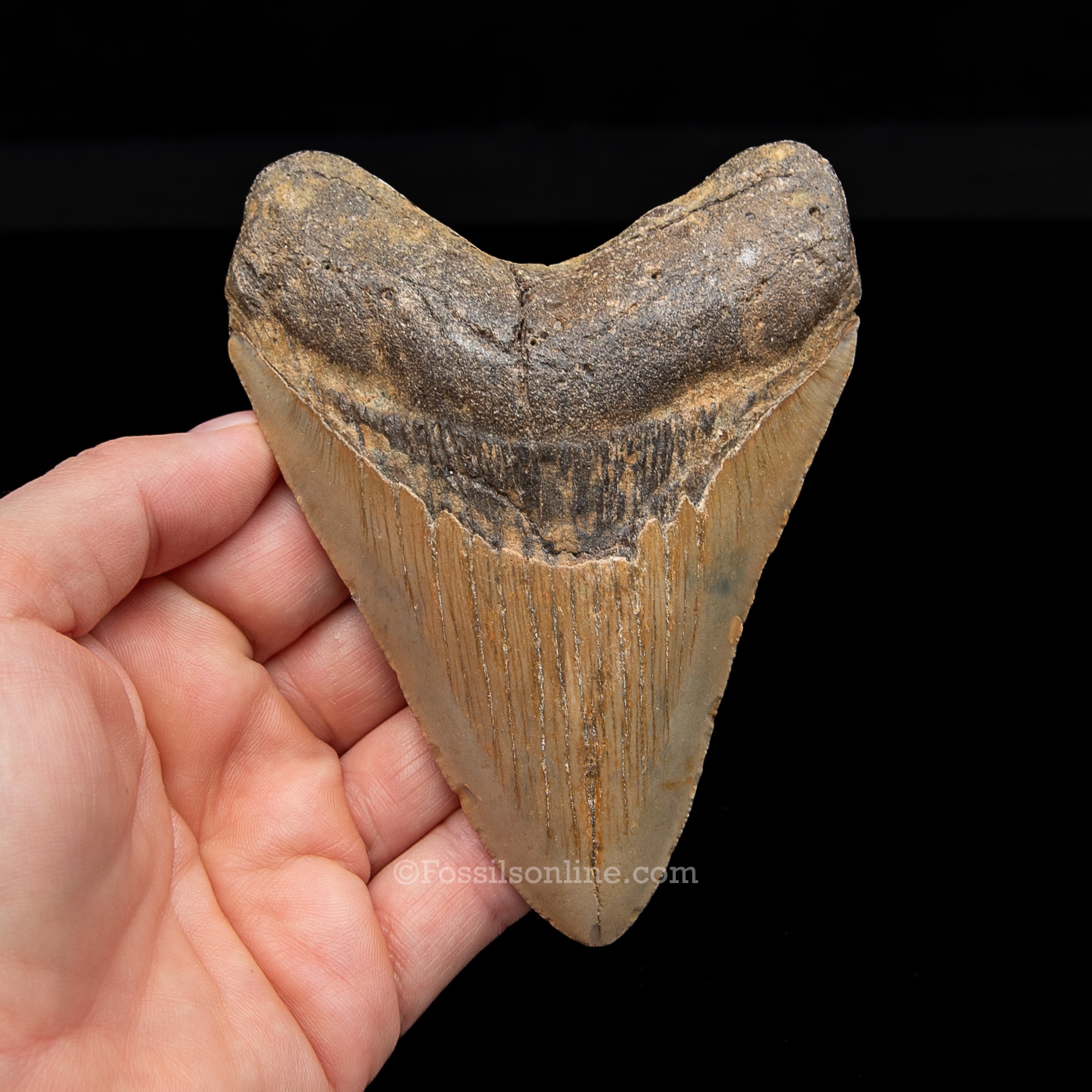 Genuine Prehistoric Fossil Tooth — Meg 4.54", North Carolina