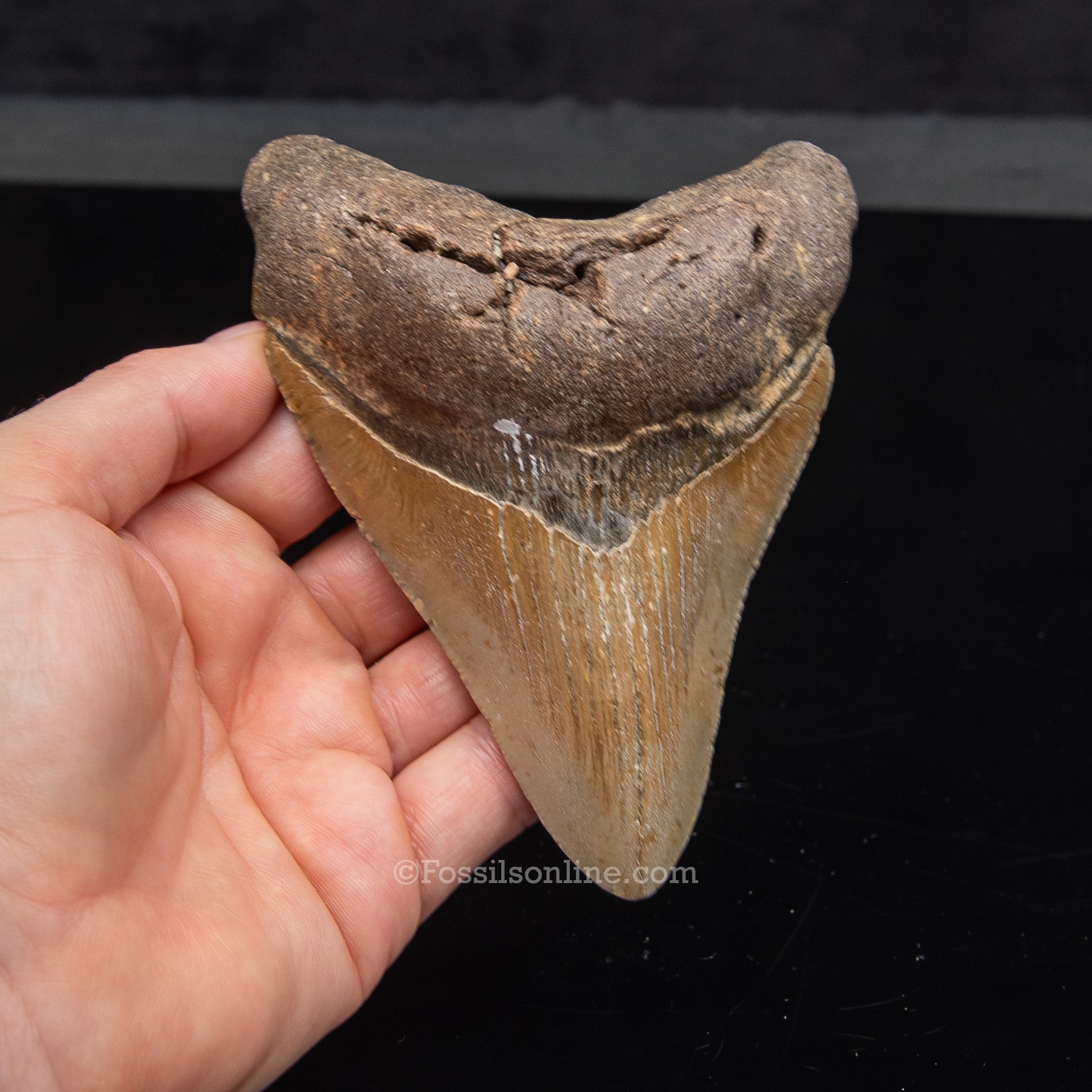 Genuine Prehistoric Fossil Tooth — Meg 4.75", North Carolina