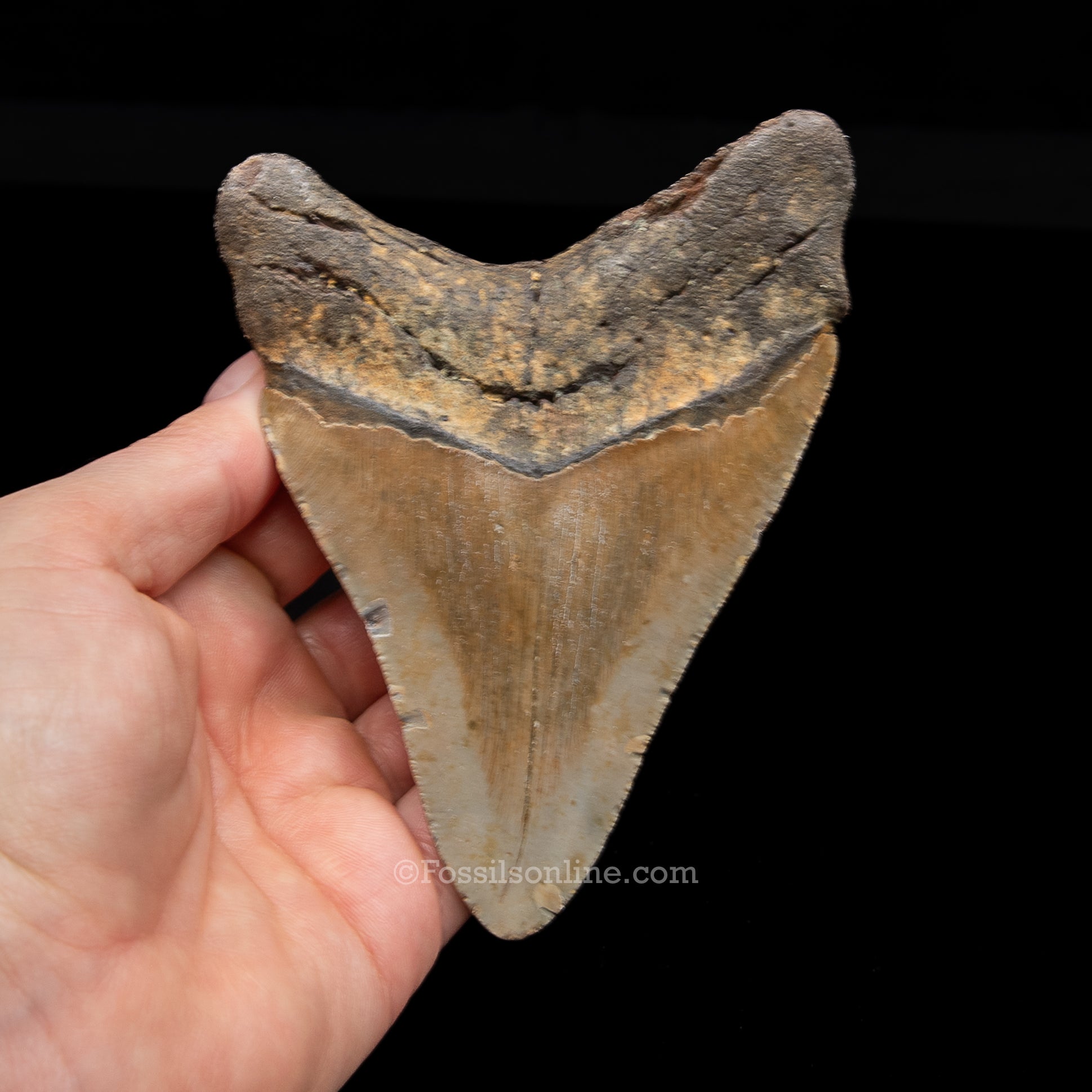 Genuine Prehistoric Fossil Tooth — Meg 4.75", North Carolina