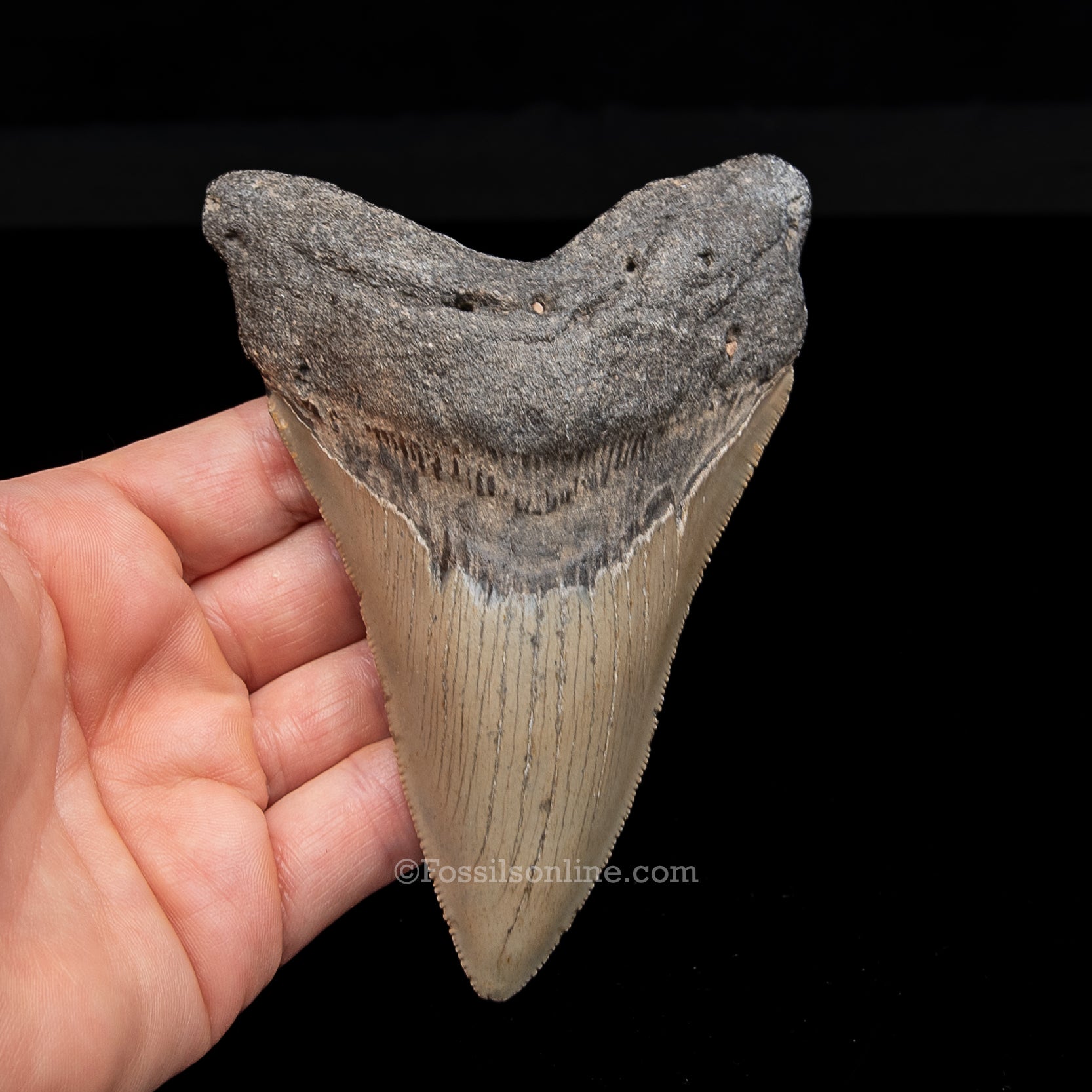 Genuine Prehistoric Fossil Tooth — Meg 4.95", North Carolina
