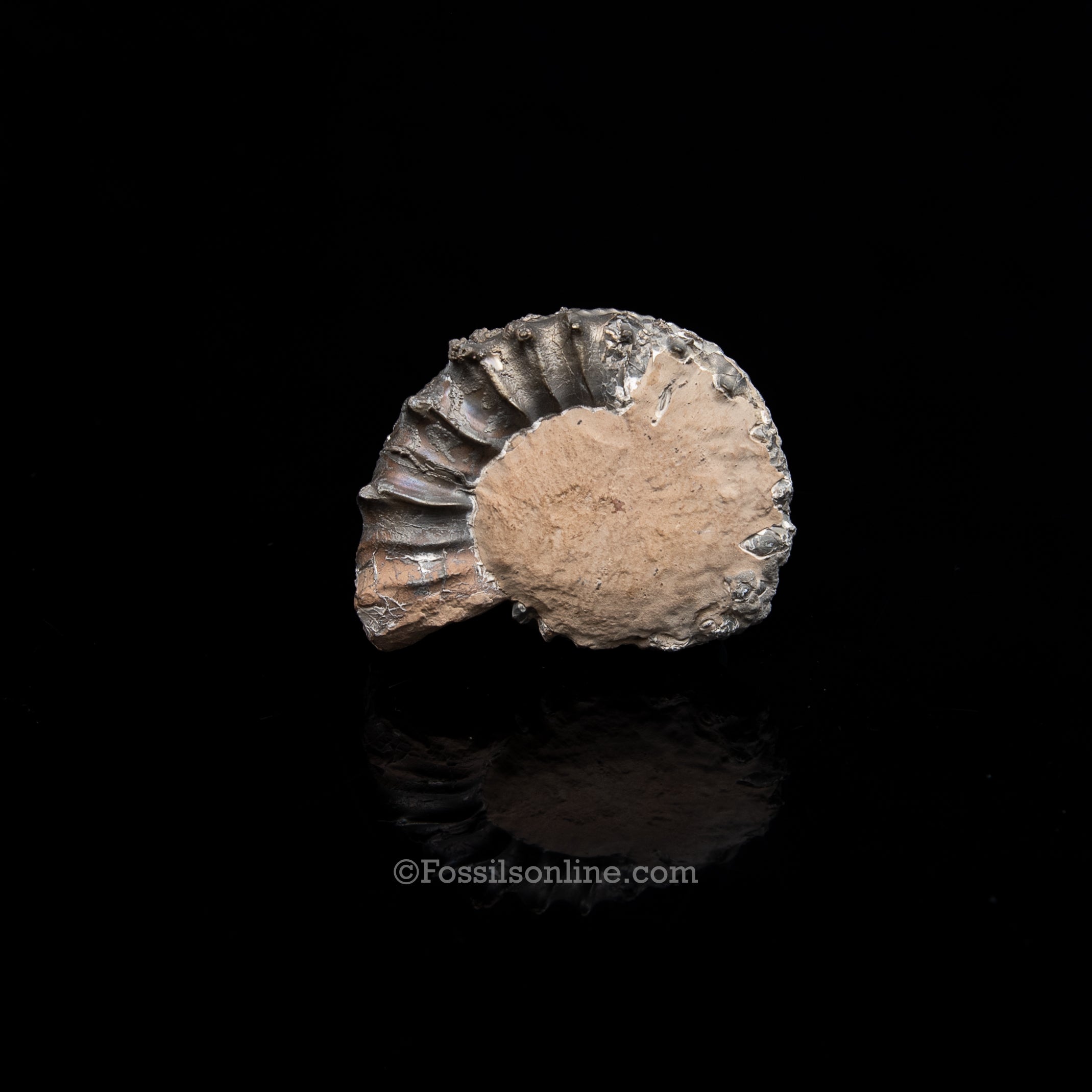 Fossil Pyritized Ammonite Pleuroceras Jurassic Germany