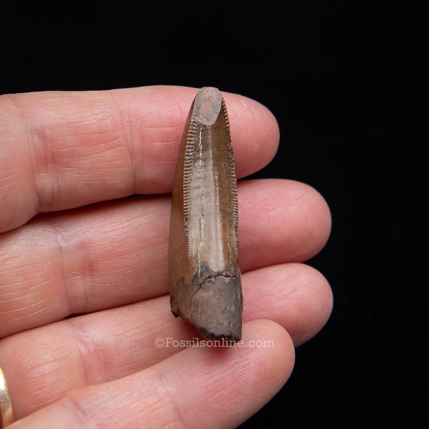 Authentic Nanotyrannus Premax Lance Formation, Wyoming