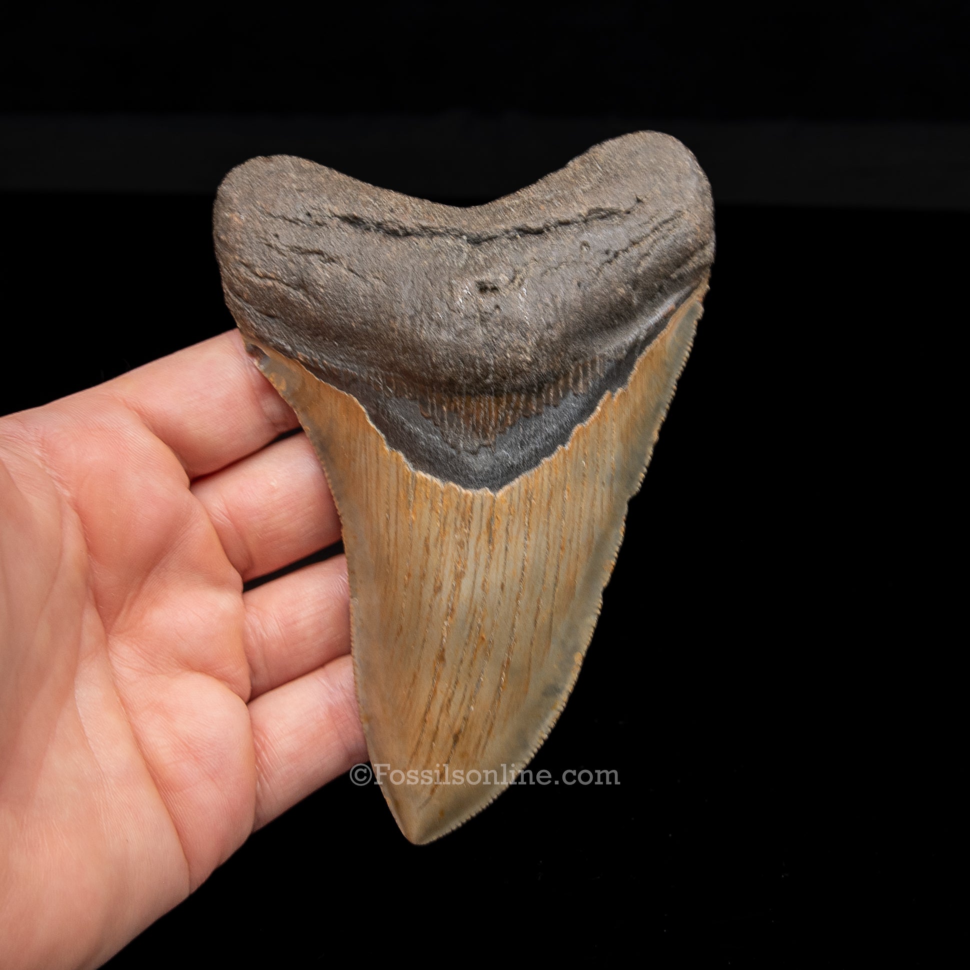 Genuine Prehistoric Fossil Tooth — Meg 4.95", North Carolina