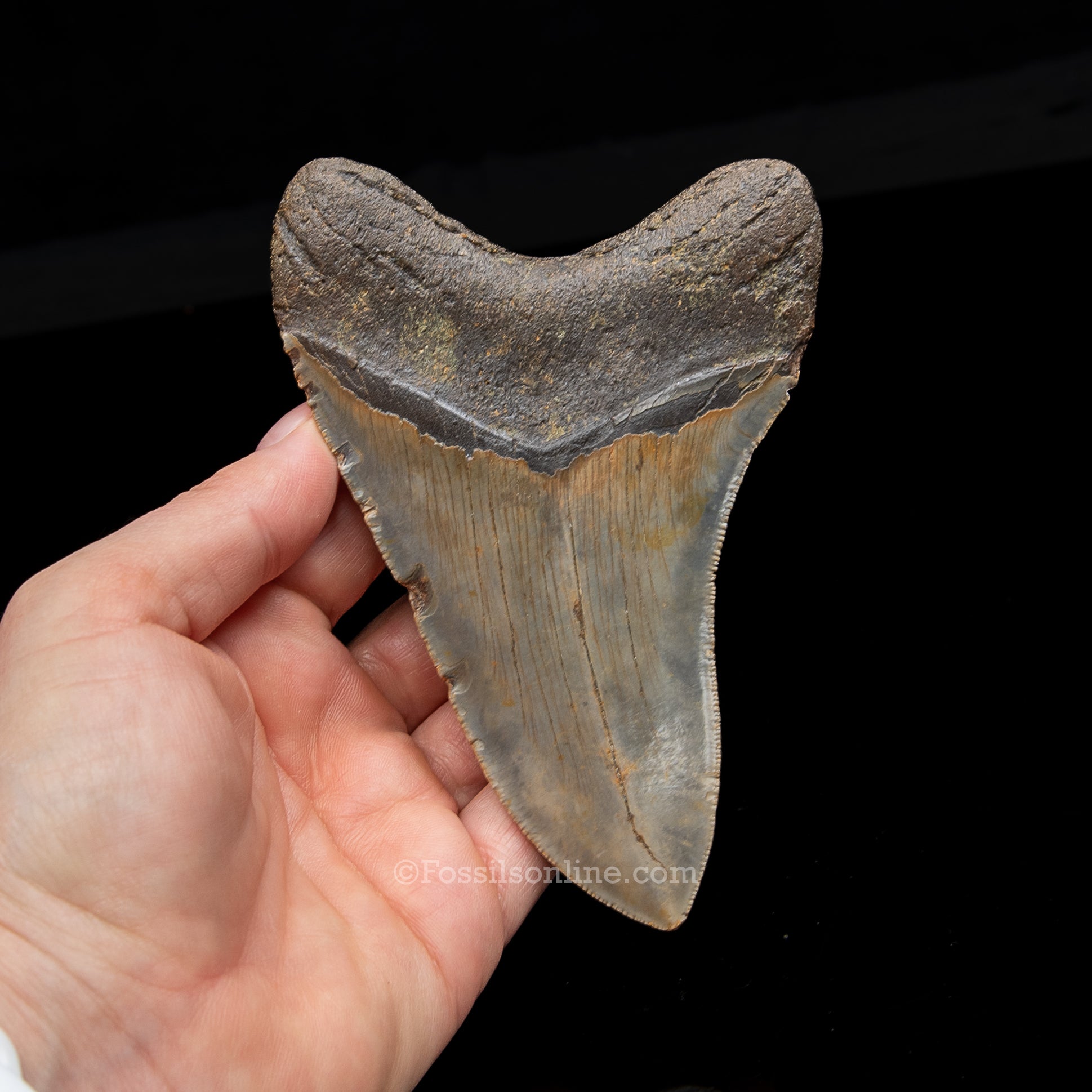 Genuine Prehistoric Fossil Tooth — Meg 4.95", North Carolina
