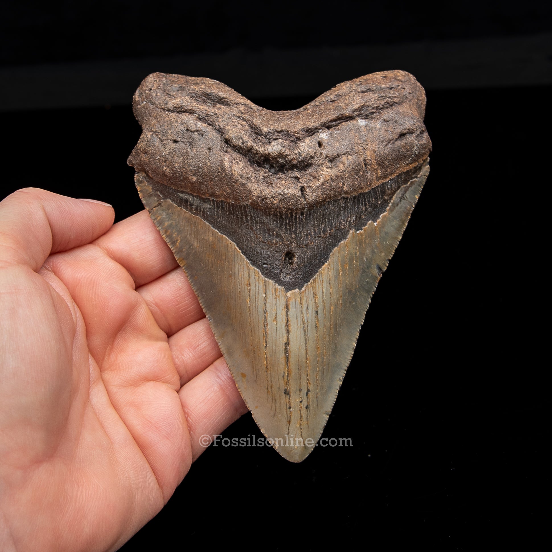 Genuine Prehistoric Fossil Tooth — Meg 4.85", North Carolina