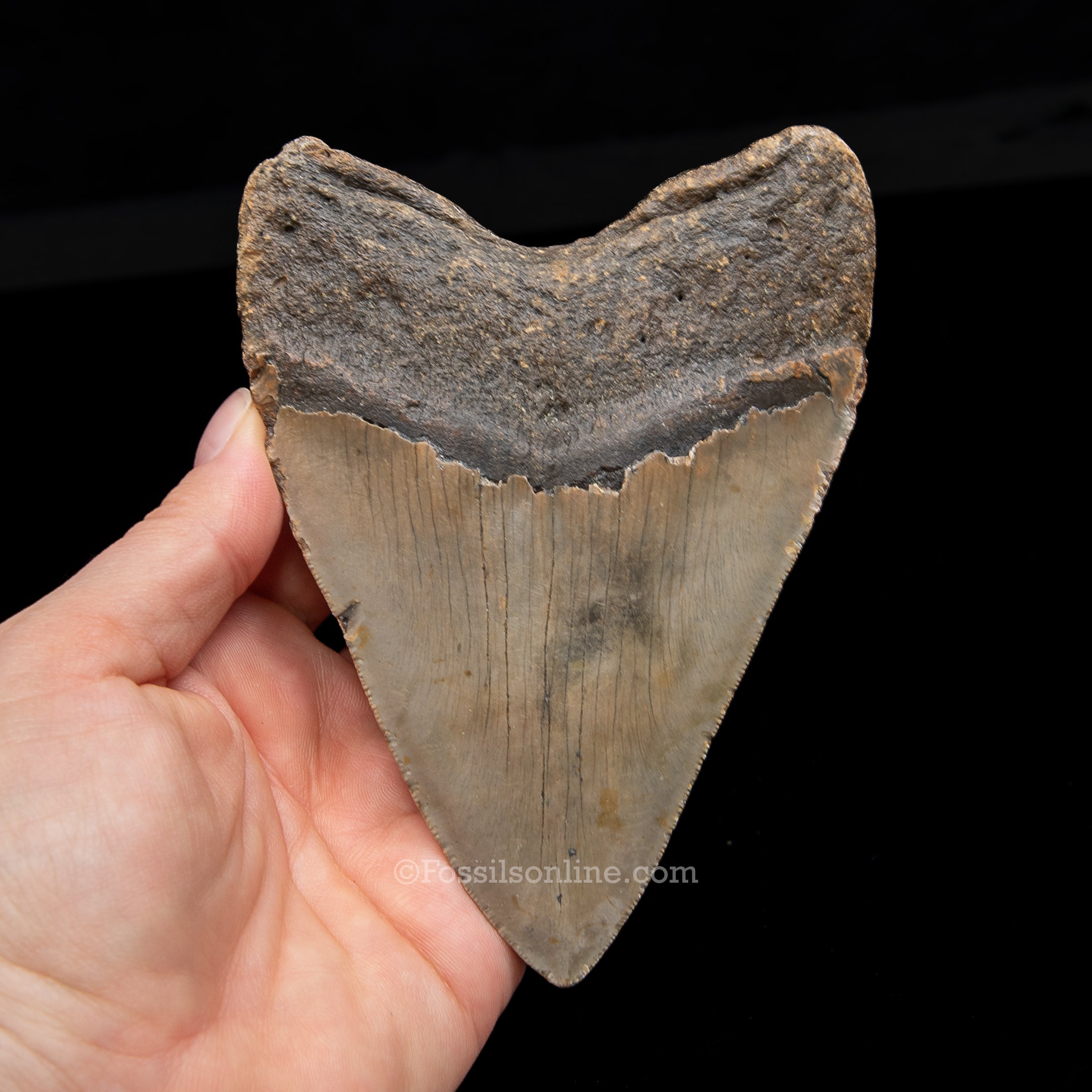 Genuine Prehistoric Fossil Tooth — Meg 5.05", North Carolina
