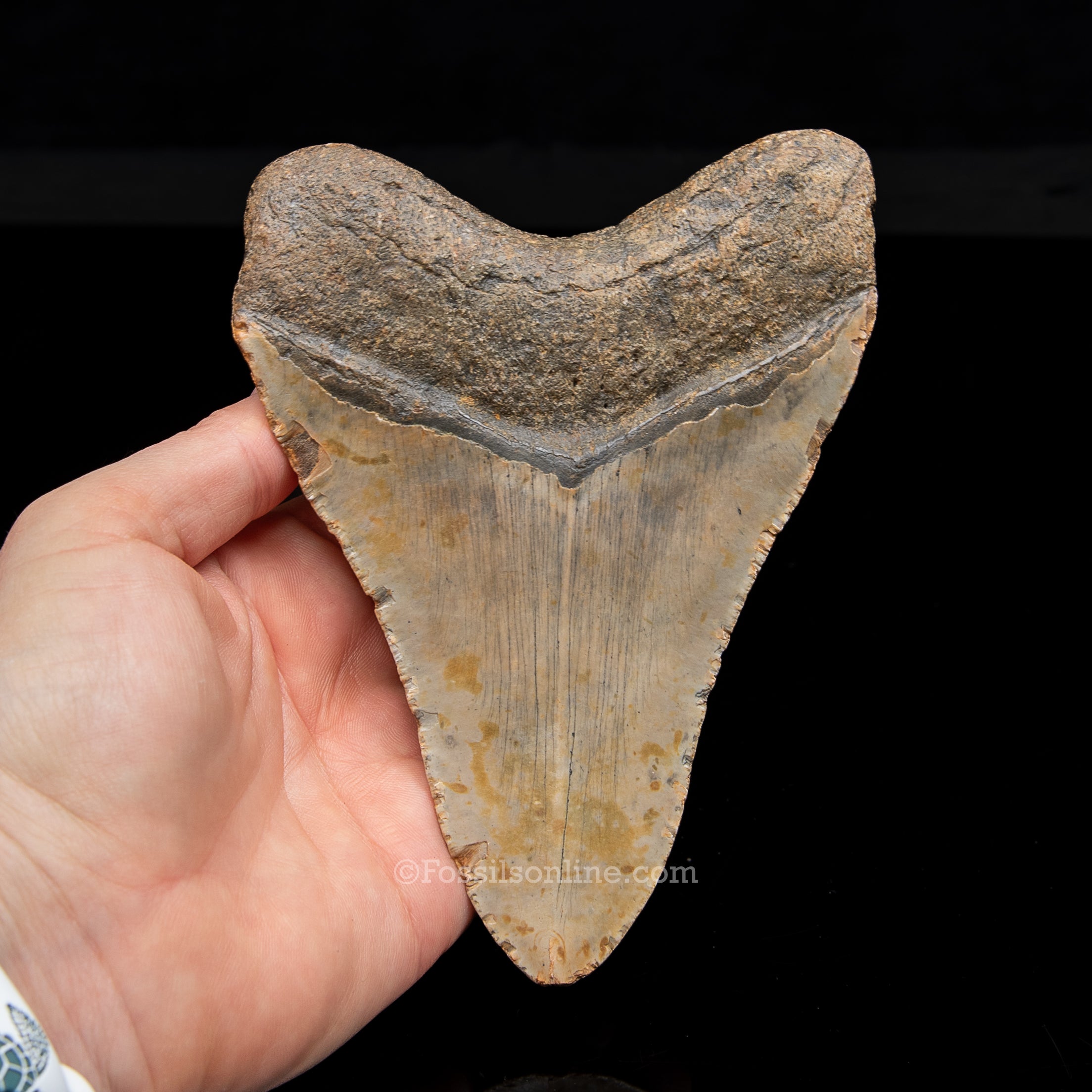 Genuine Prehistoric Fossil Tooth — Meg 5.61", North Carolina