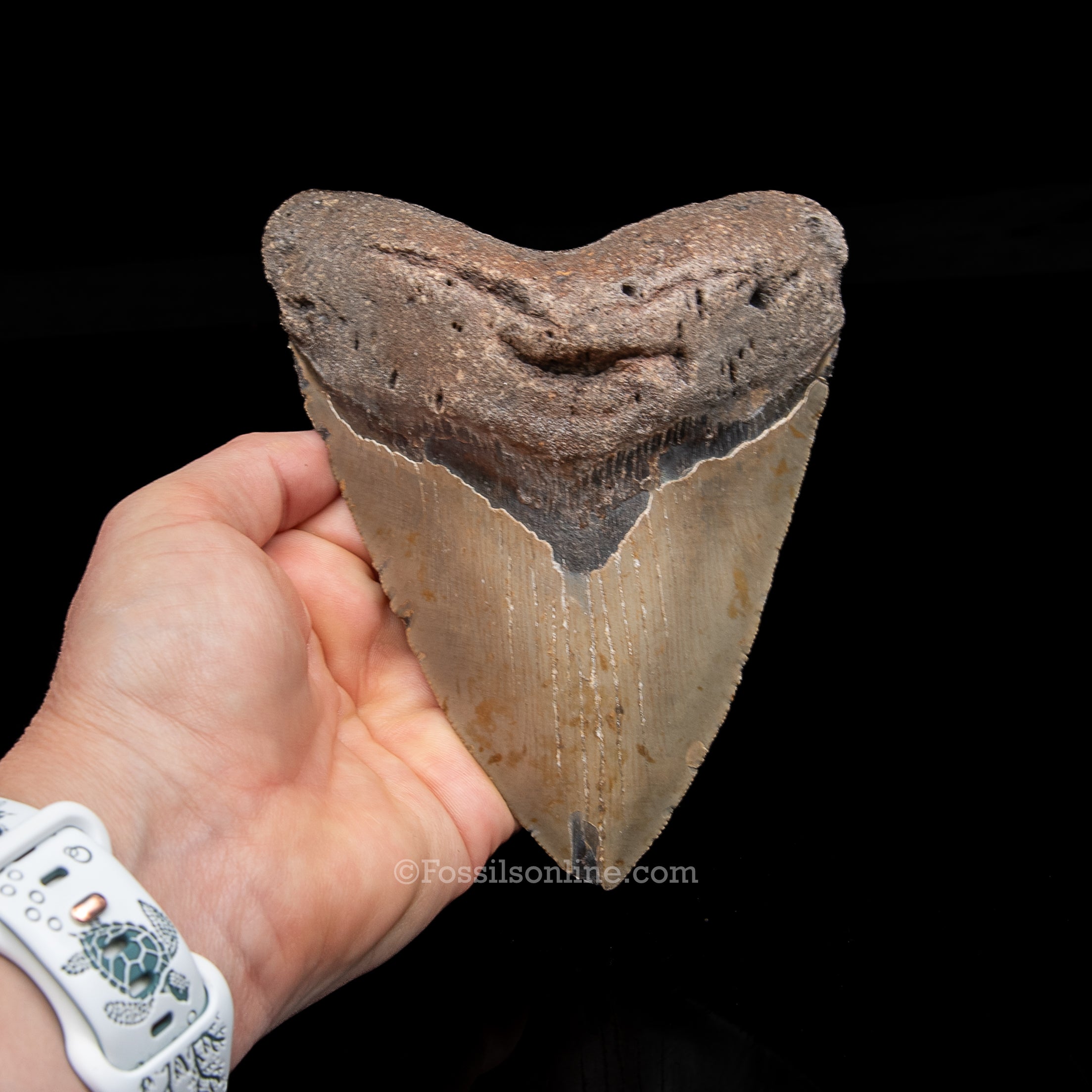 Genuine Prehistoric Fossil Tooth — Meg 5.62", North Carolina