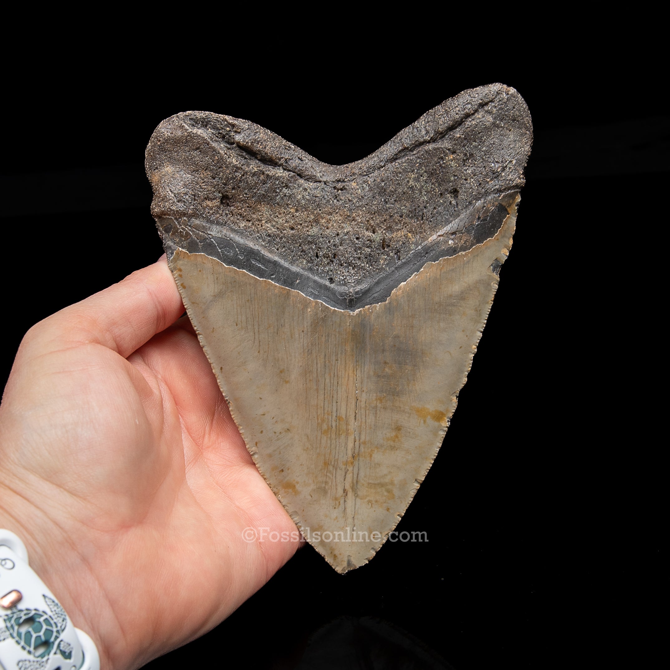 Genuine Prehistoric Fossil Tooth — Meg 5.62", North Carolina