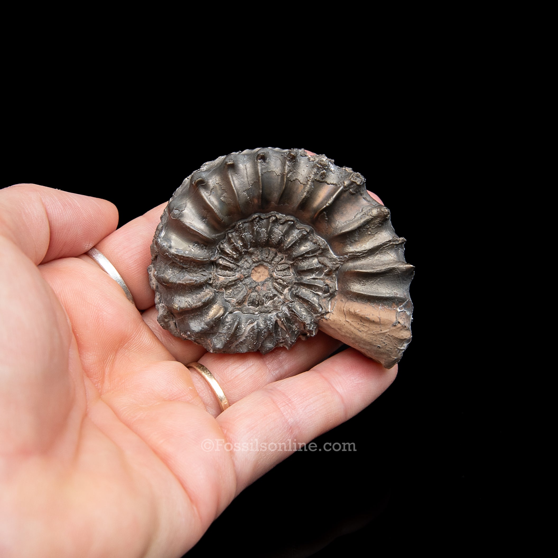 A hand holding a preserved fossilized ammonite shell against a solid black background.