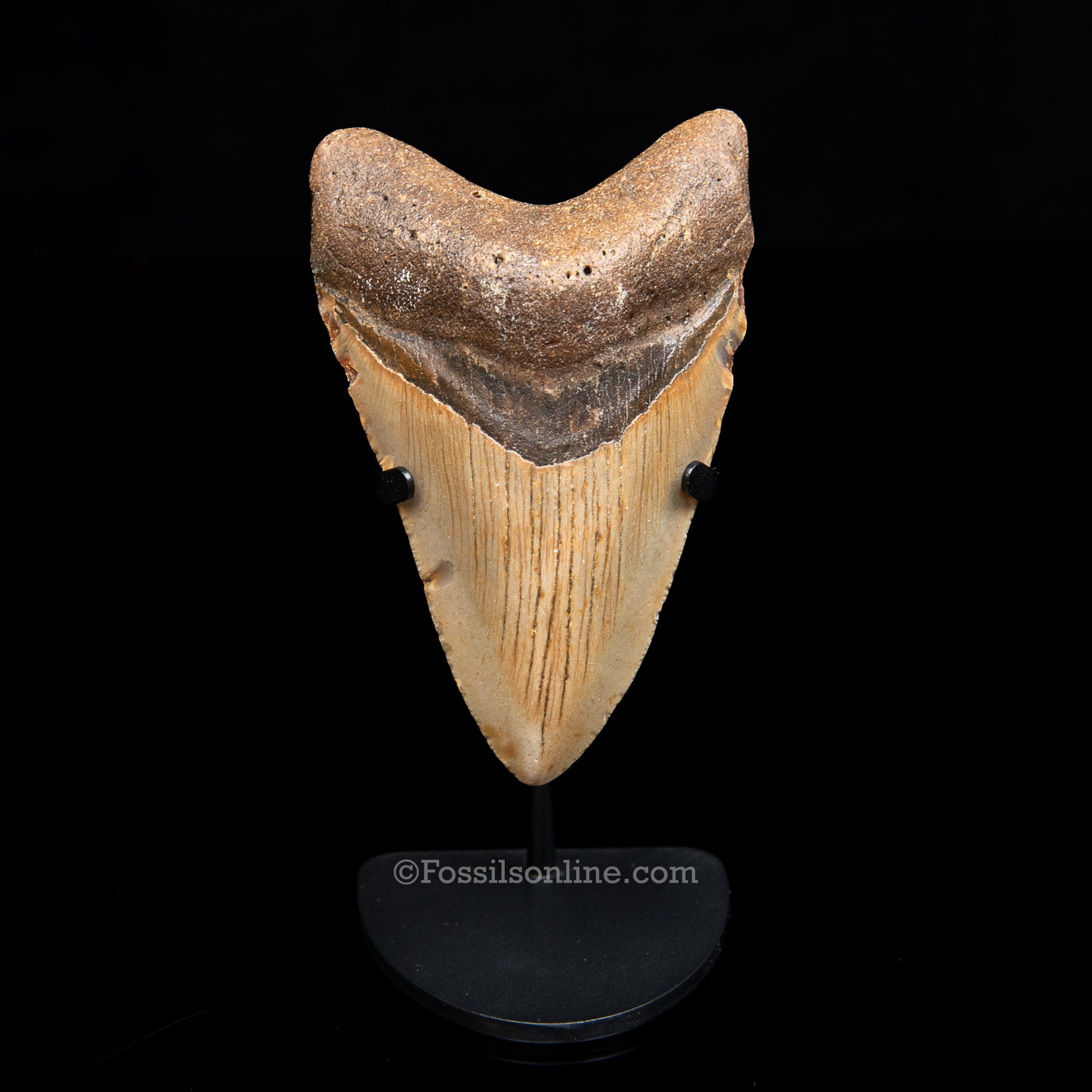 Genuine Prehistoric Fossil Tooth — Meg 4.20", North Carolina