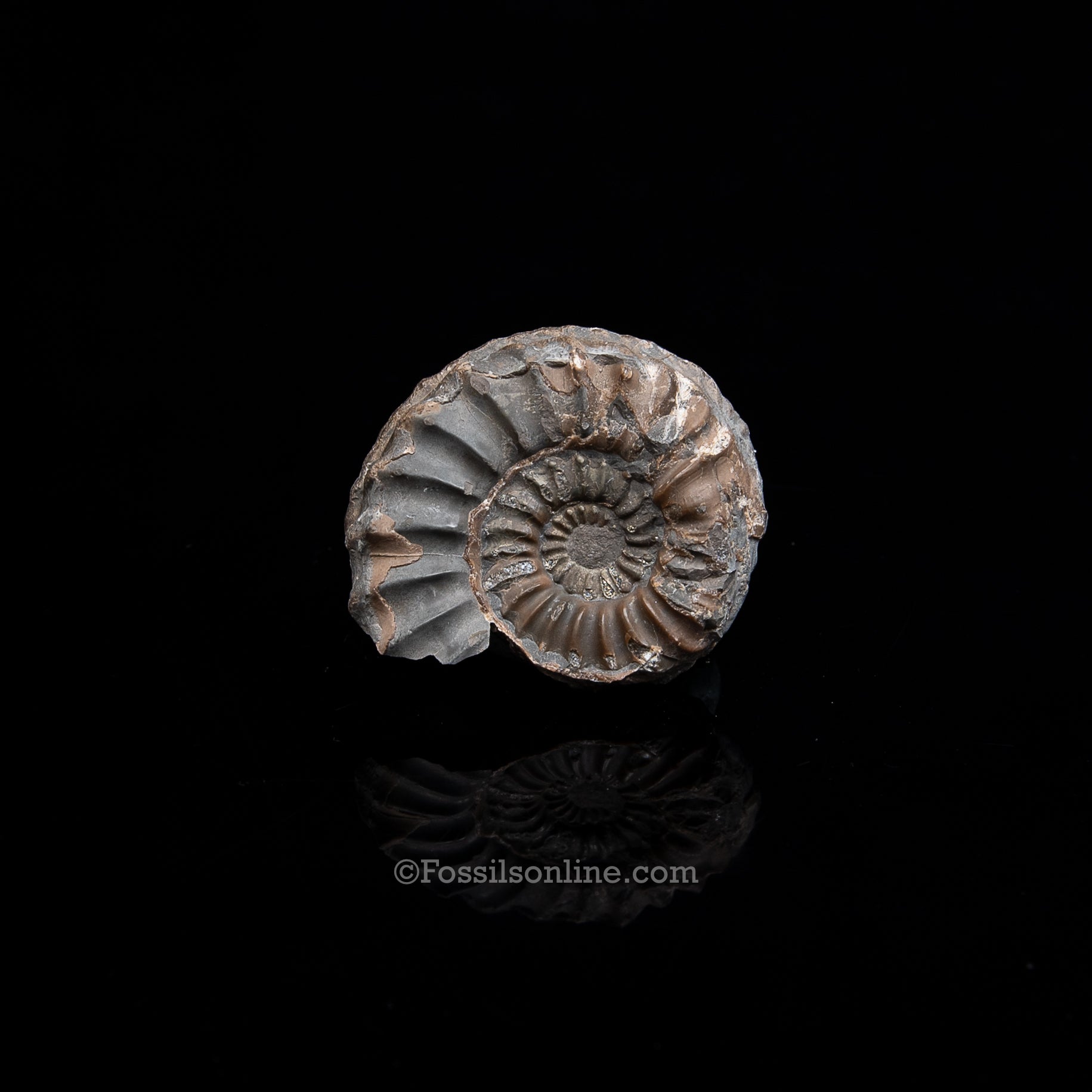 Fossil Pyritized Ammonite Pleuroceras Jurassic Germany