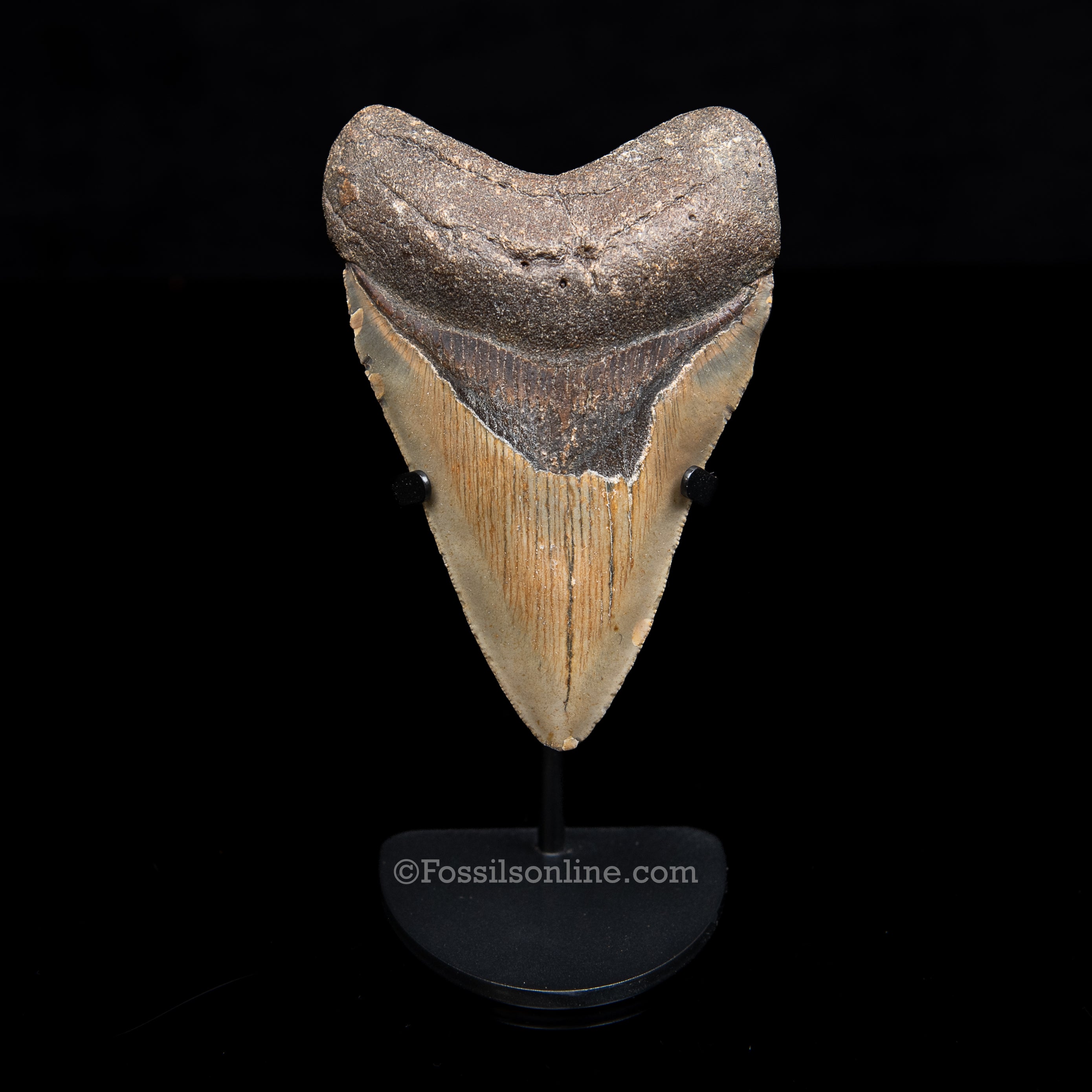 Genuine Prehistoric Fossil Tooth — Meg 4.32", North Carolina