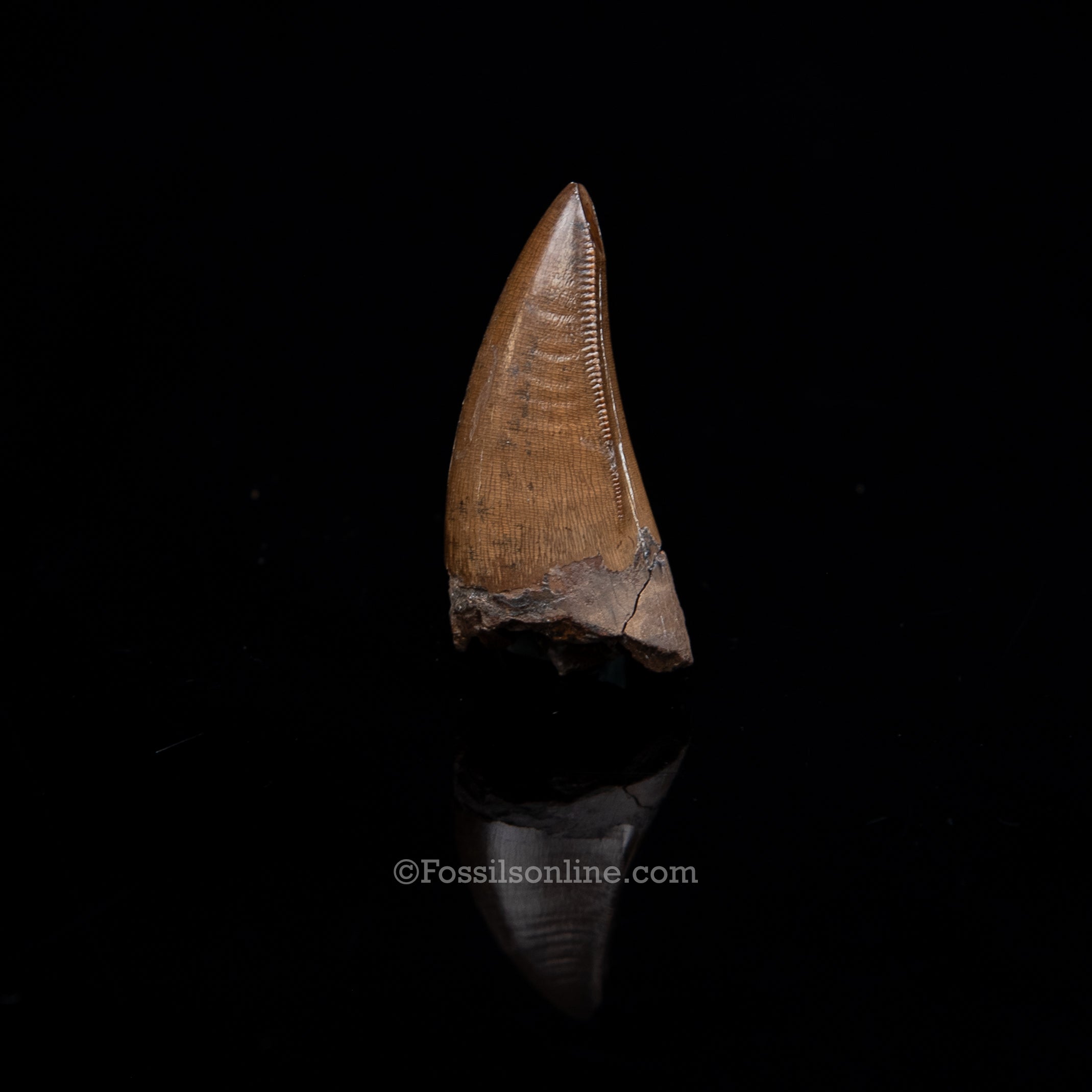 Authentic Nanotyrannus Premax Lance Formation, Wyoming