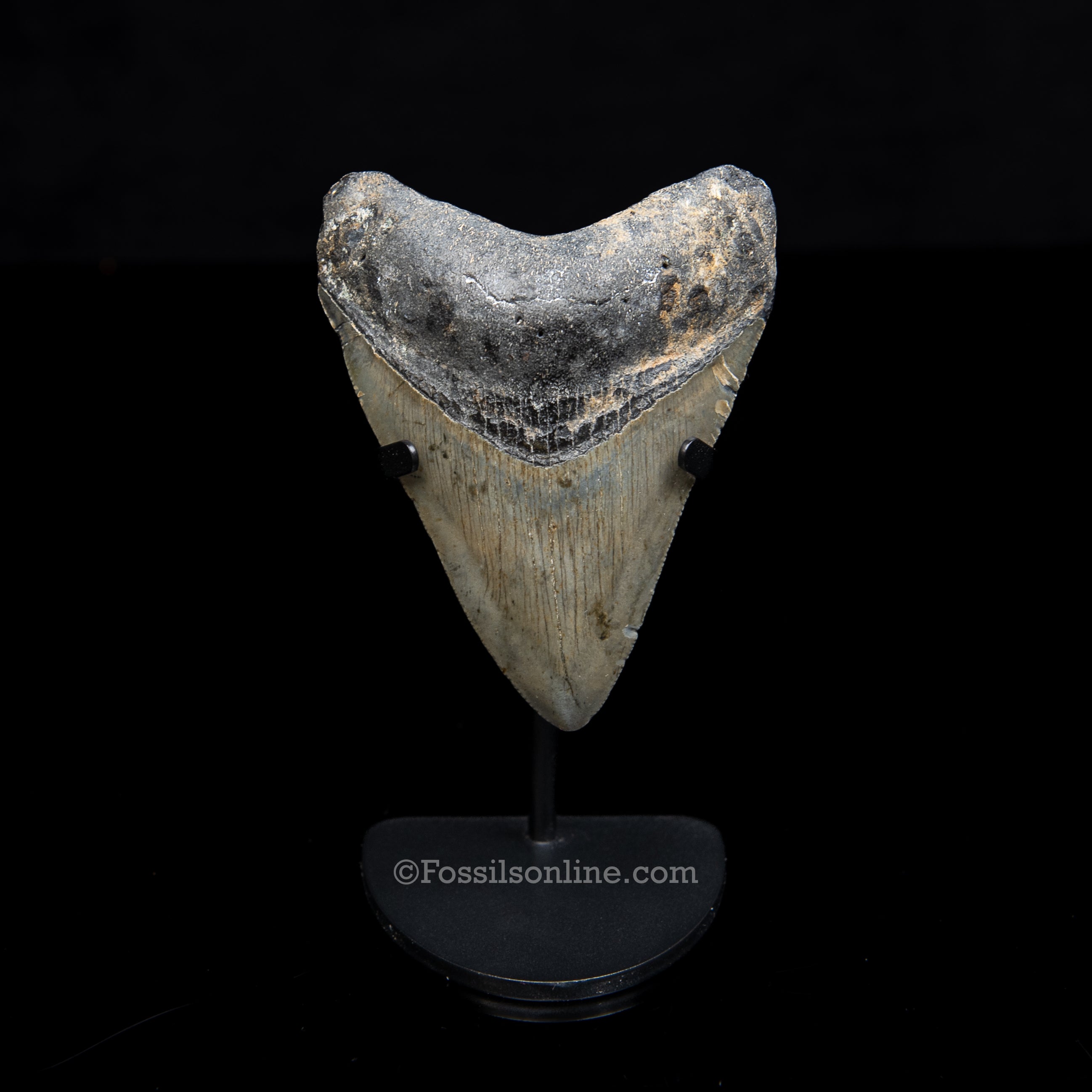 Genuine Prehistoric Fossil Tooth — Meg 3.72", North Carolina
