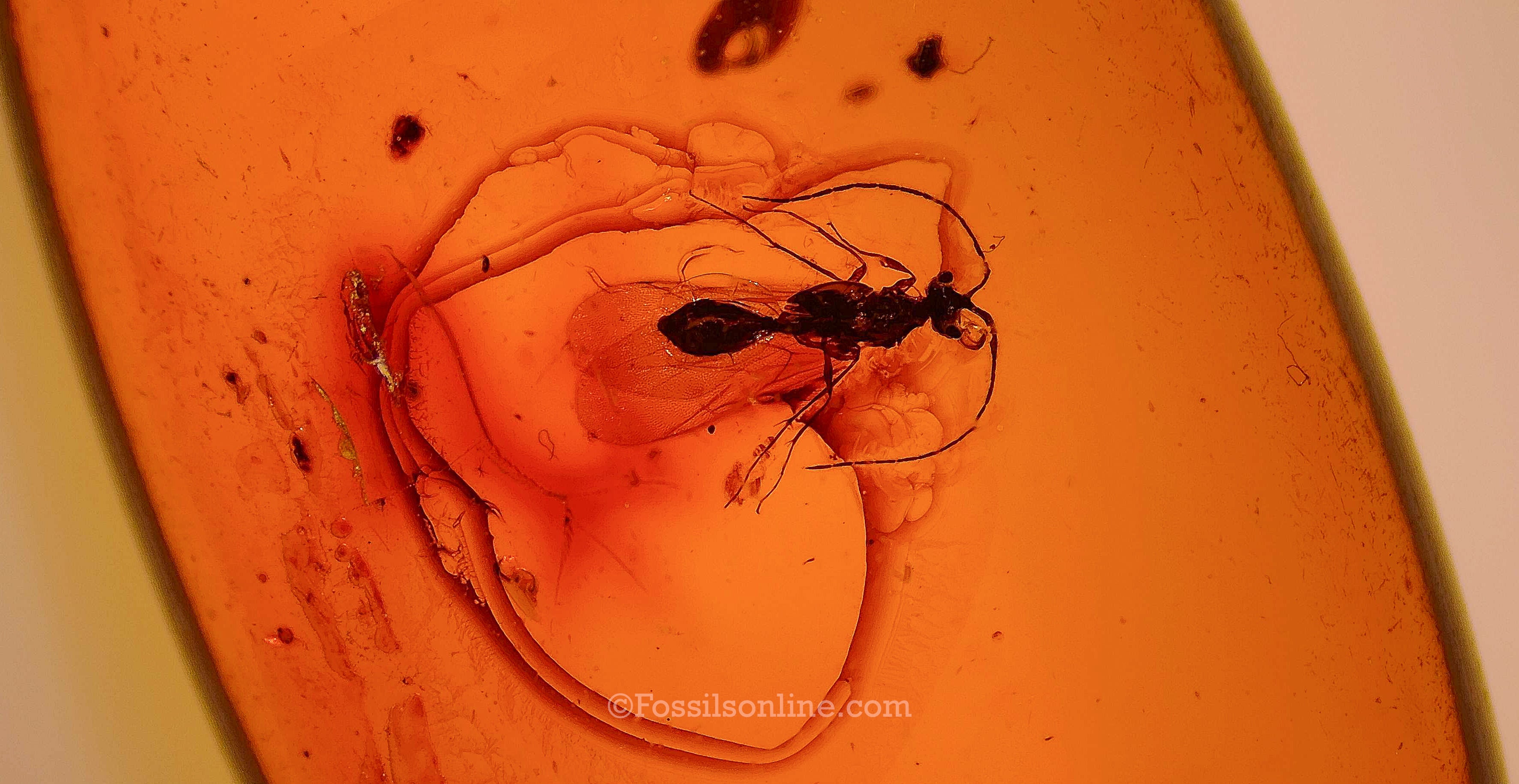 Dinosaur Age Amber with a Hymenoptera