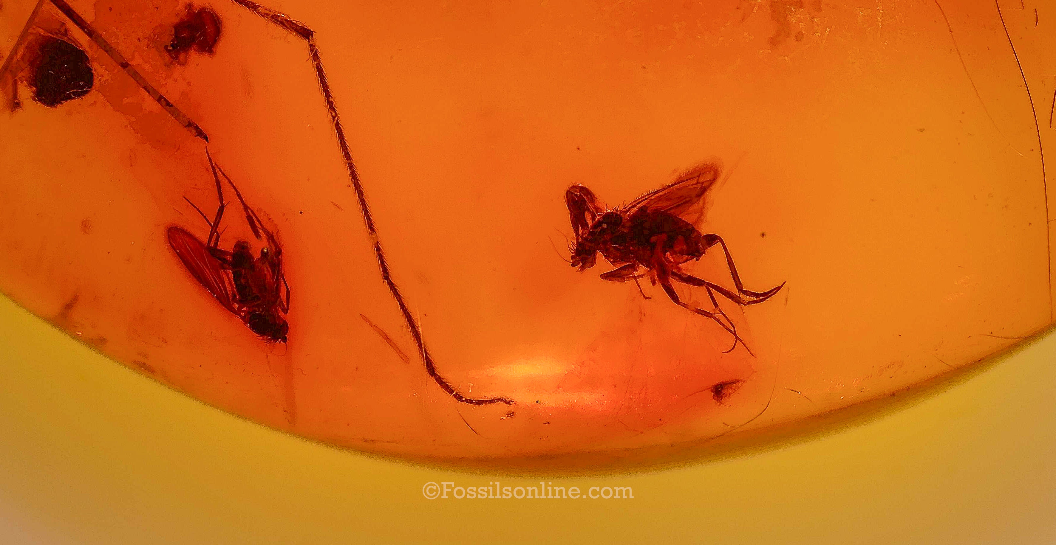 Dinosaur Age Amber with a Scuttle Fly (Phoridae) and Spider